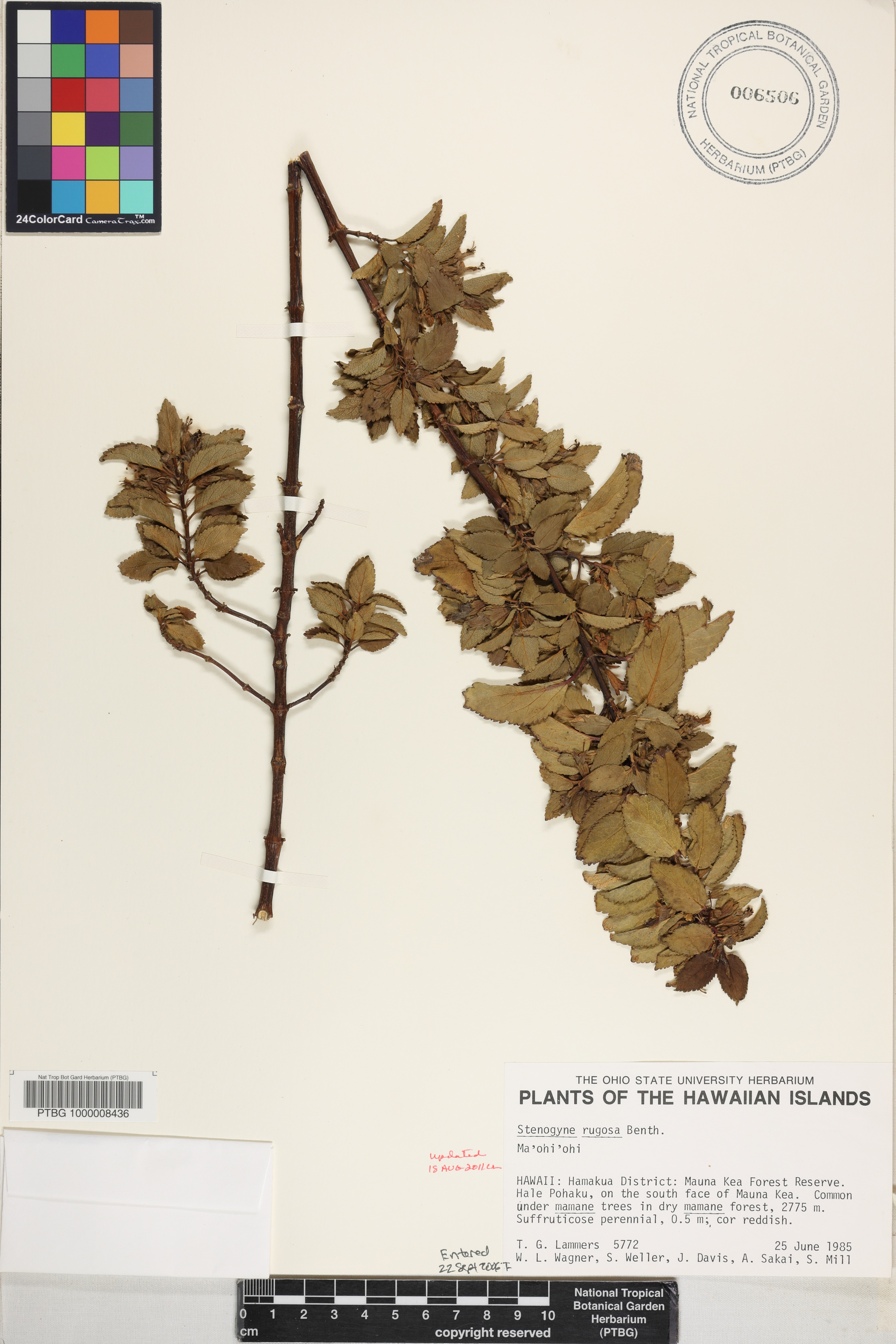 Stenogyne rugosa image