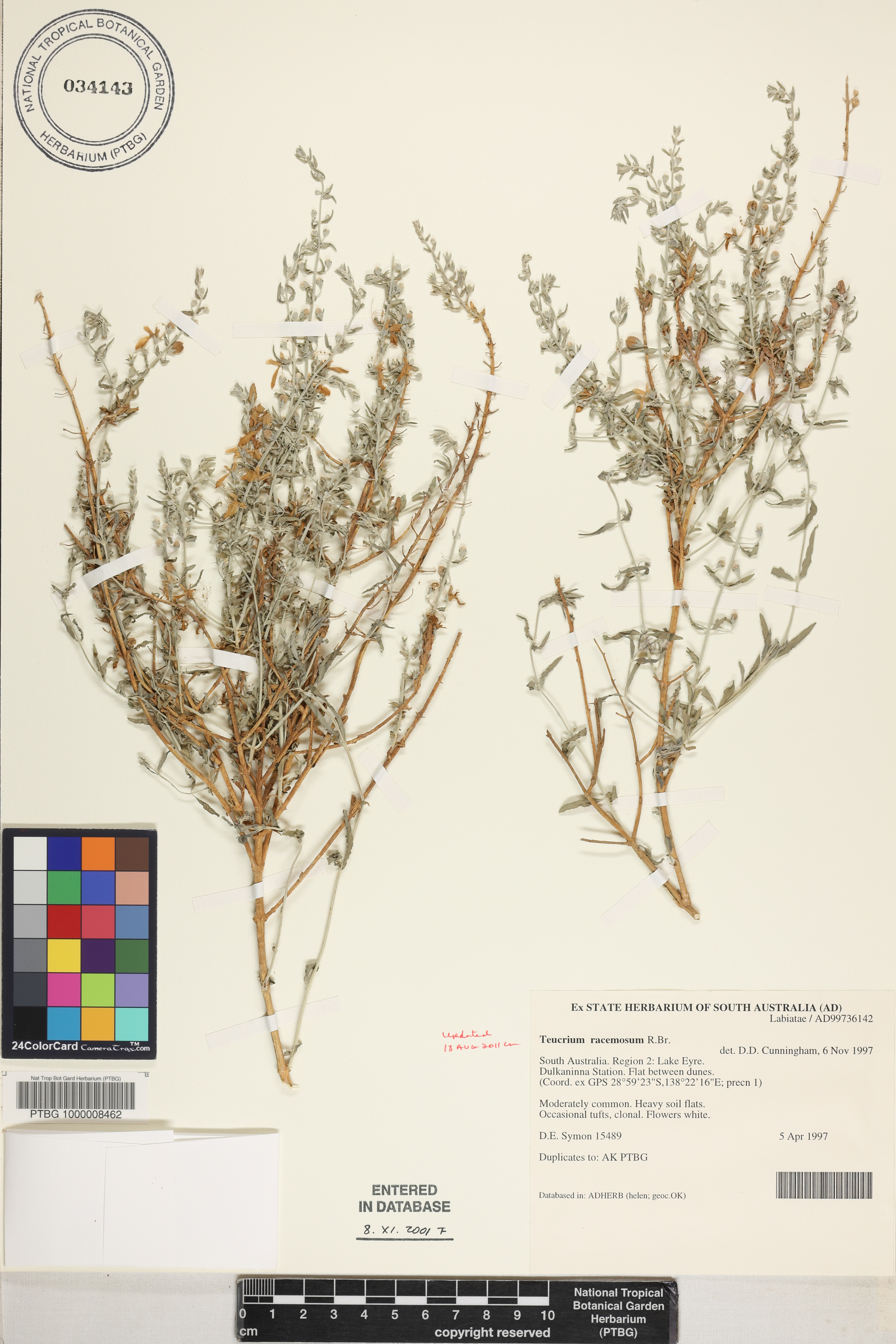 Teucrium racemosum image