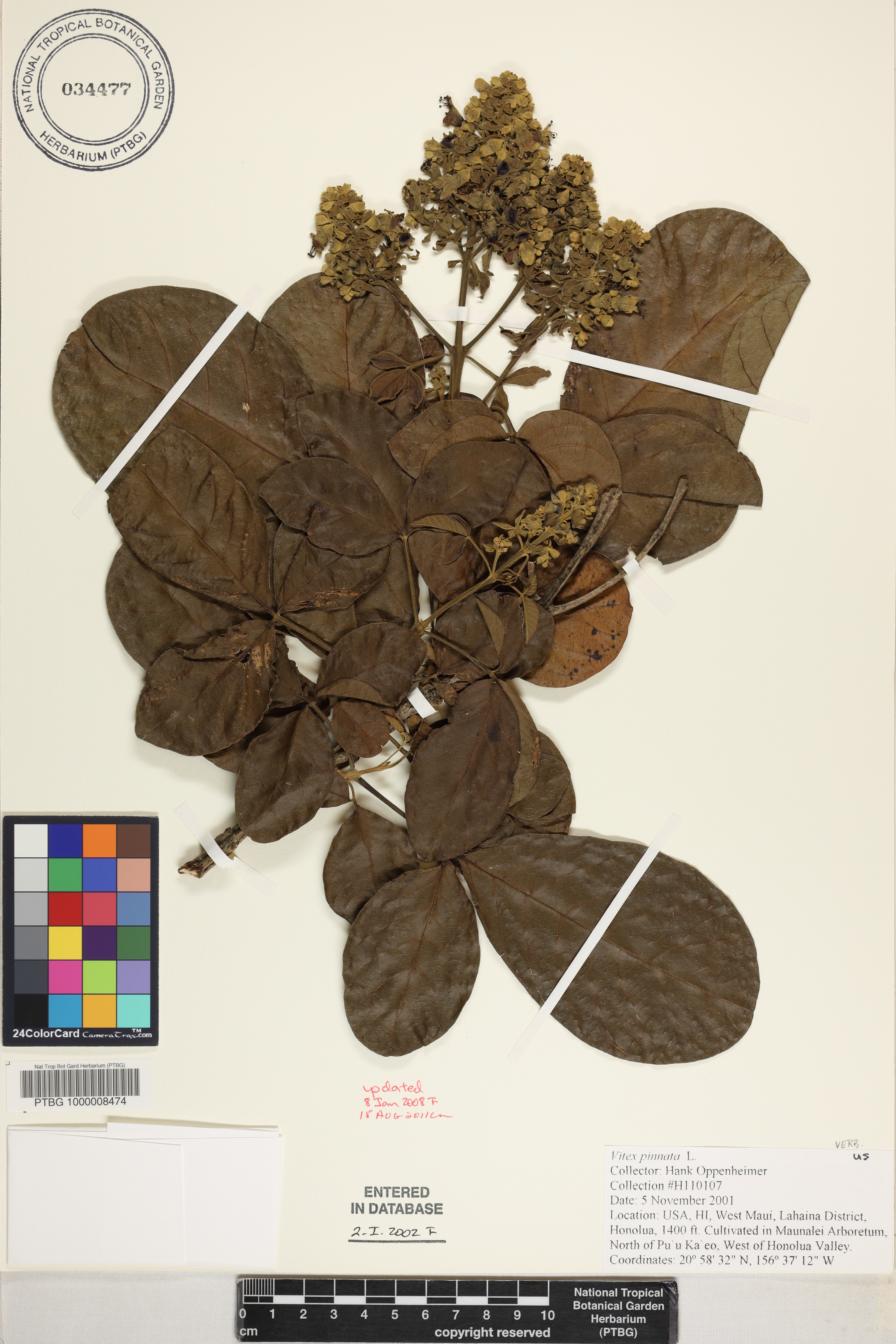 Vitex pinnata image