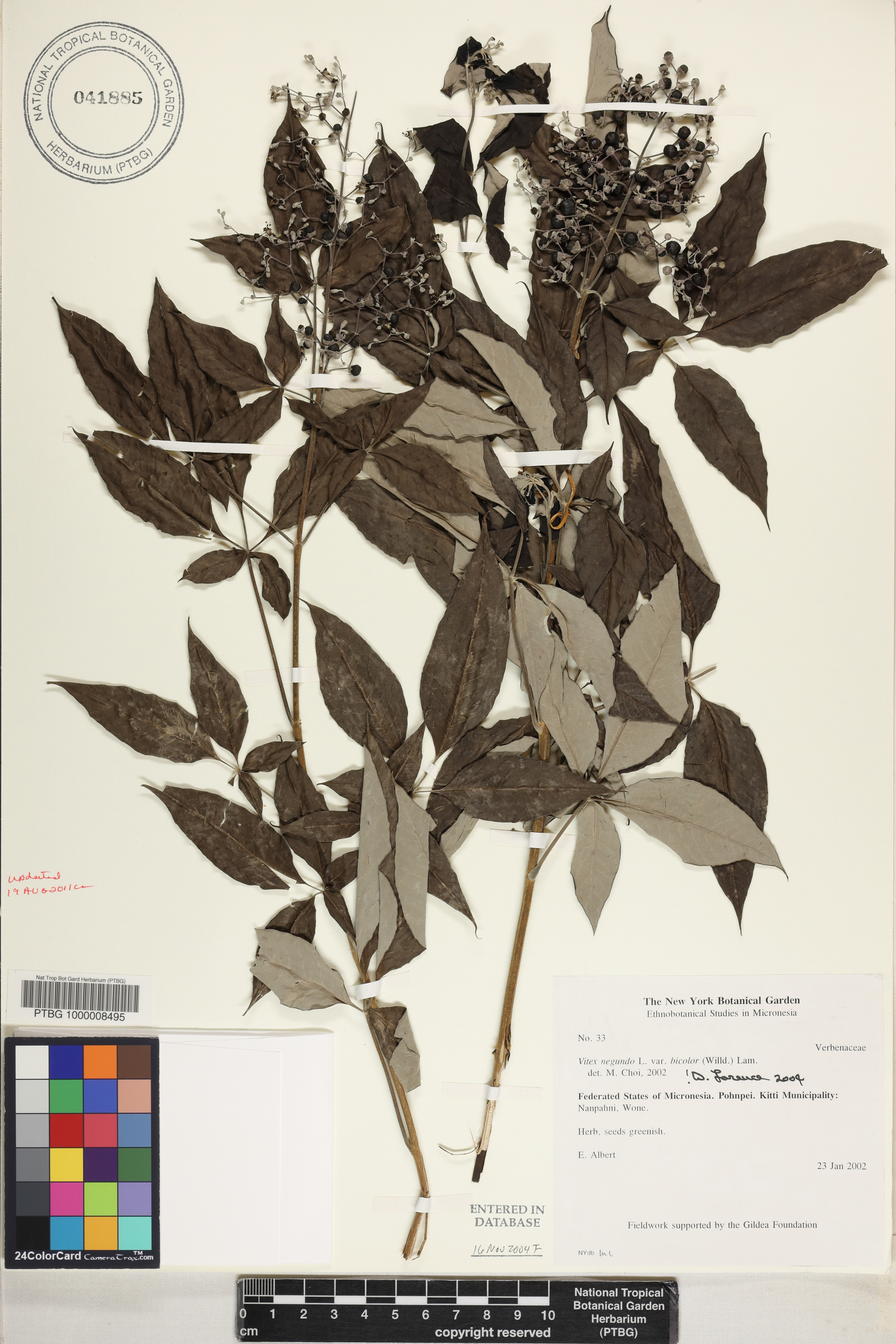 Vitex trifolia image