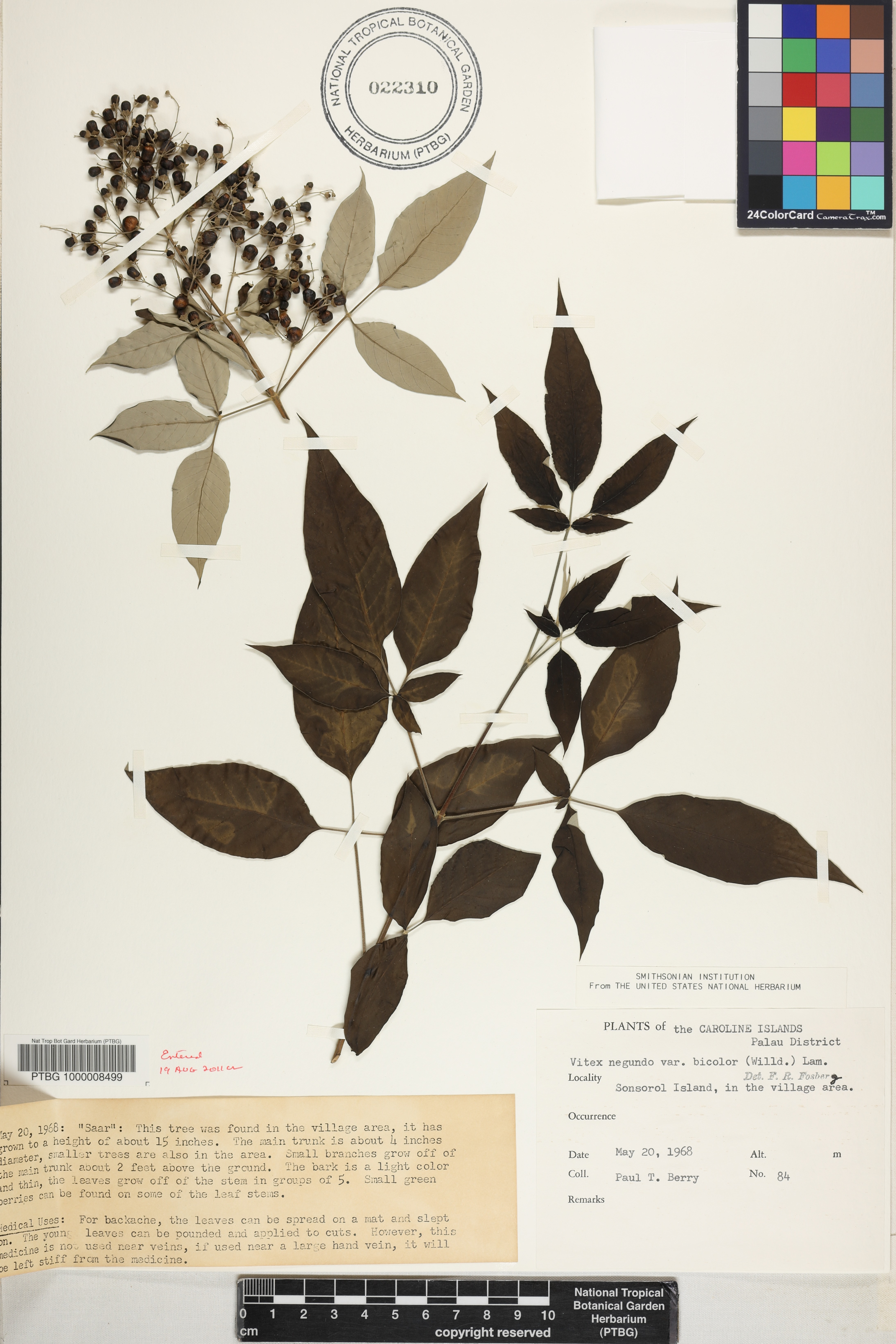 Vitex trifolia var. trifolia image