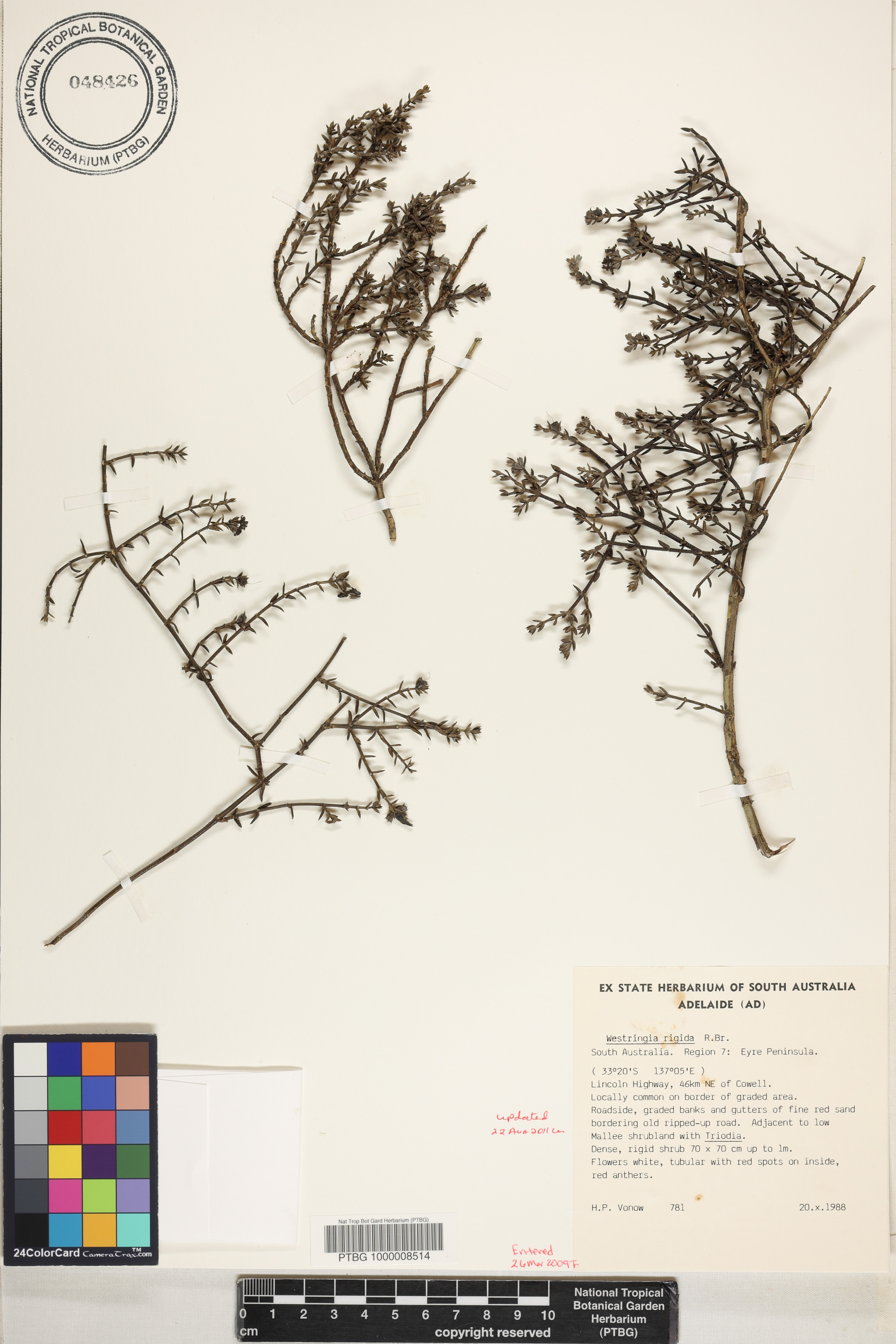 Westringia rigida image