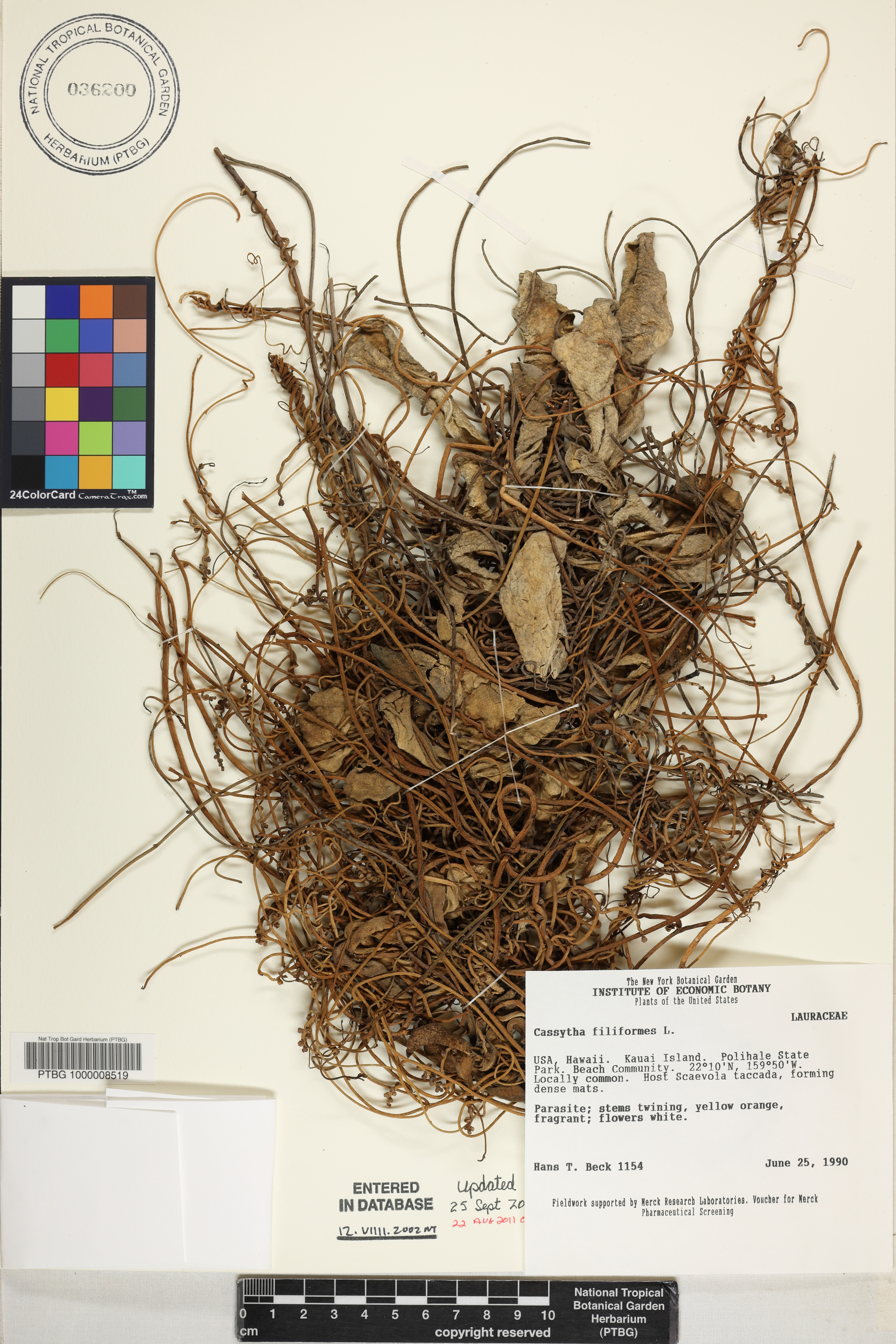 Cassytha filiformis image