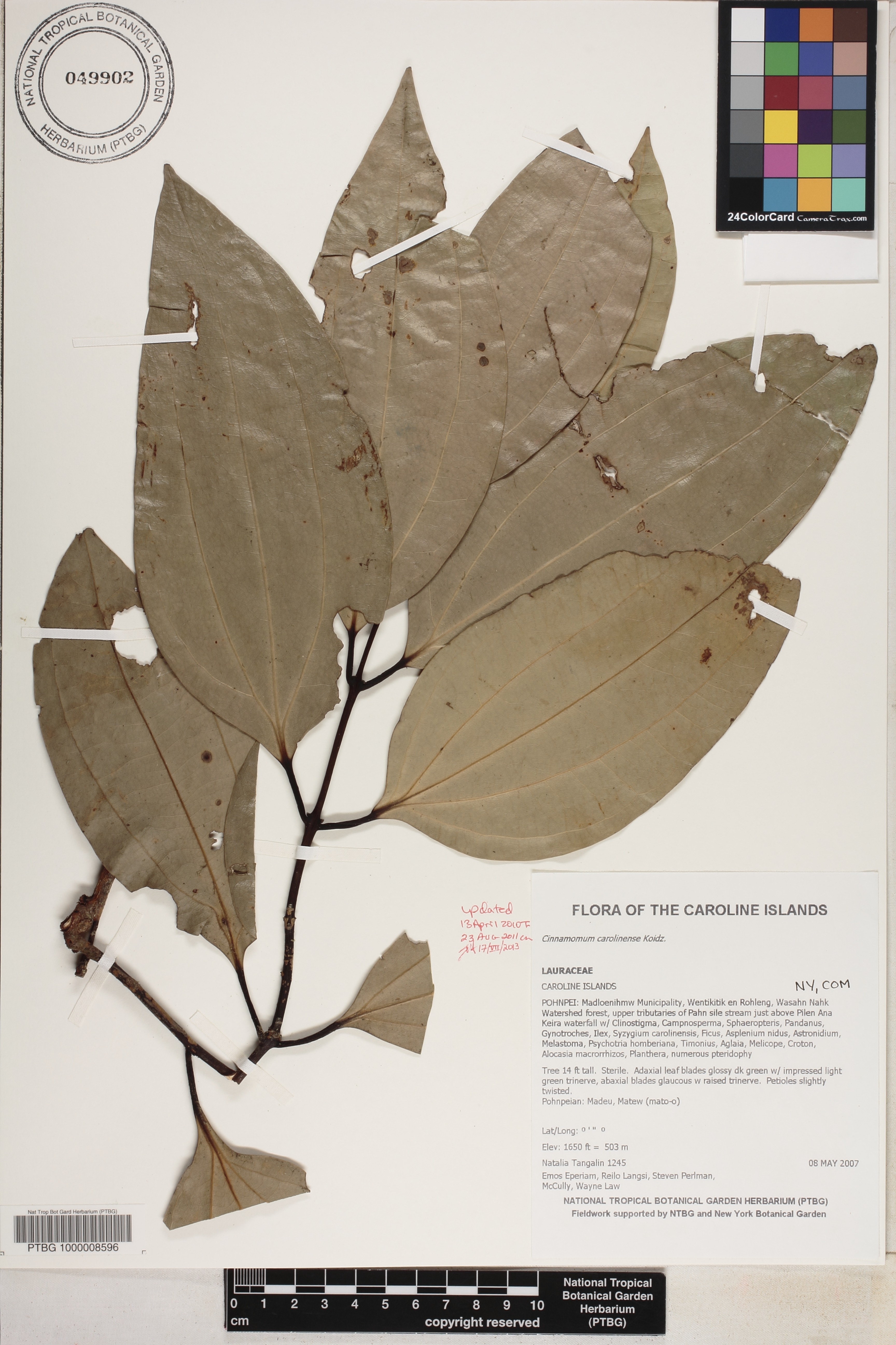 Cinnamomum image