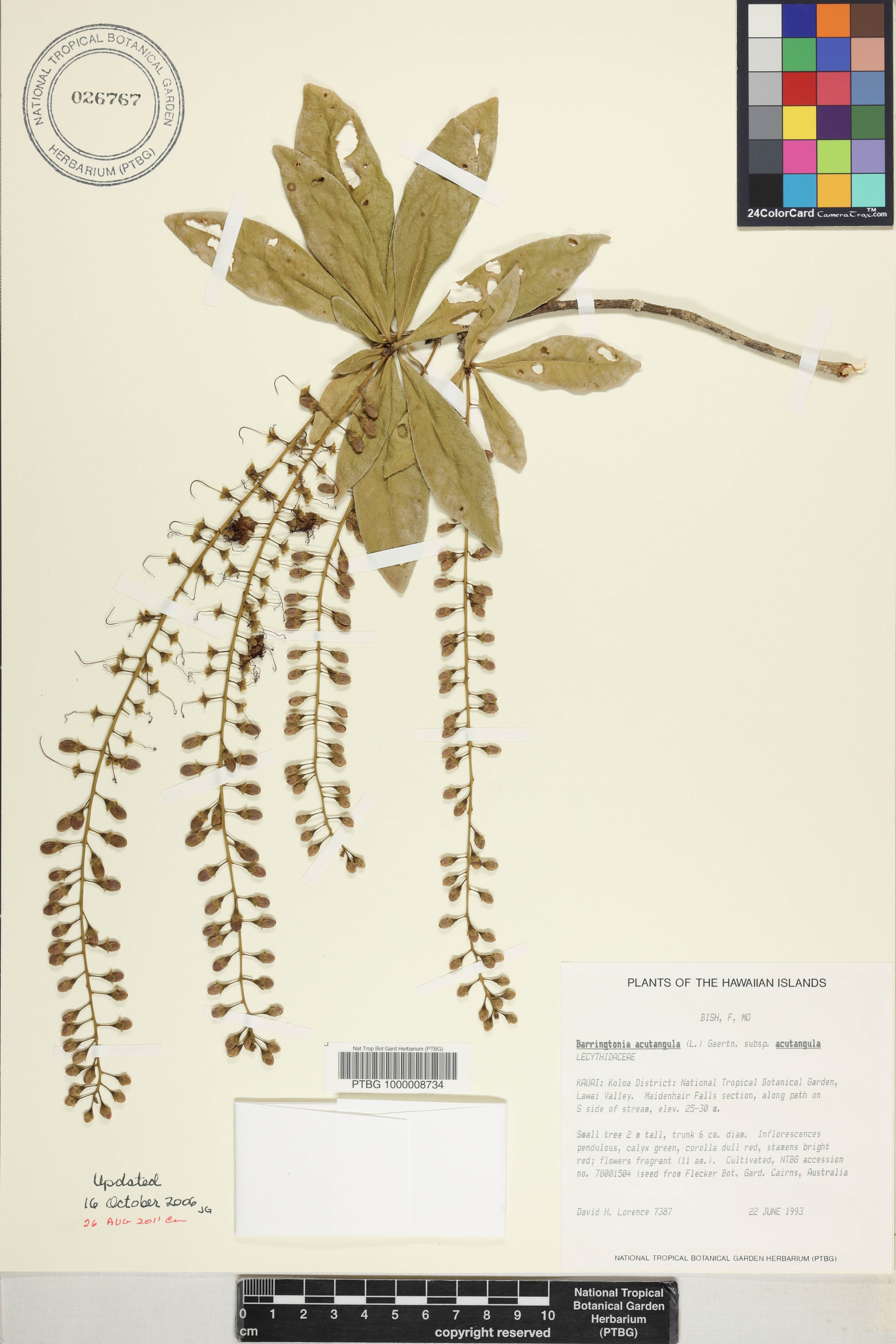 Barringtonia acutangula subsp. acutangula image