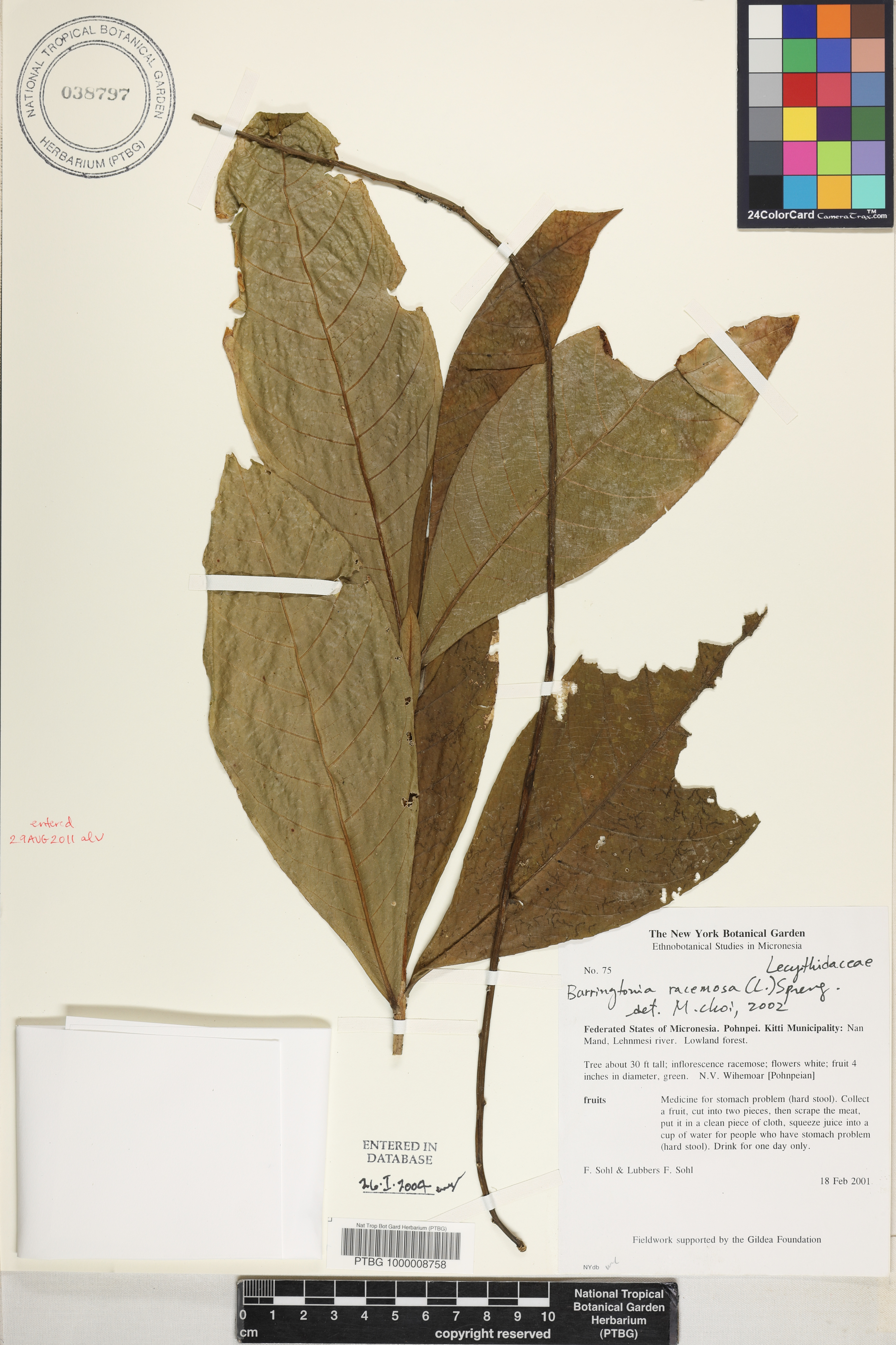 Barringtonia racemosa image