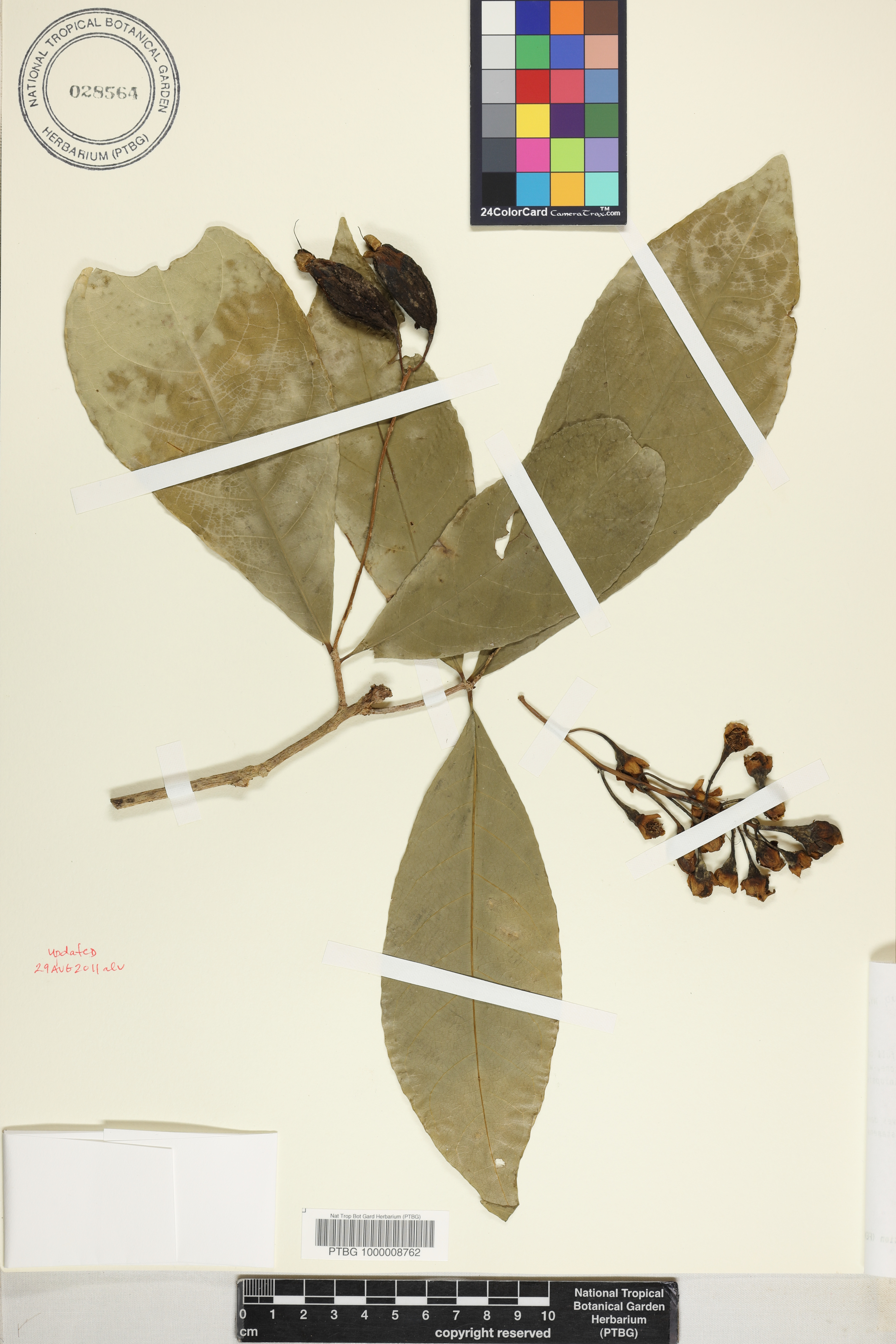 Barringtonia racemosa image