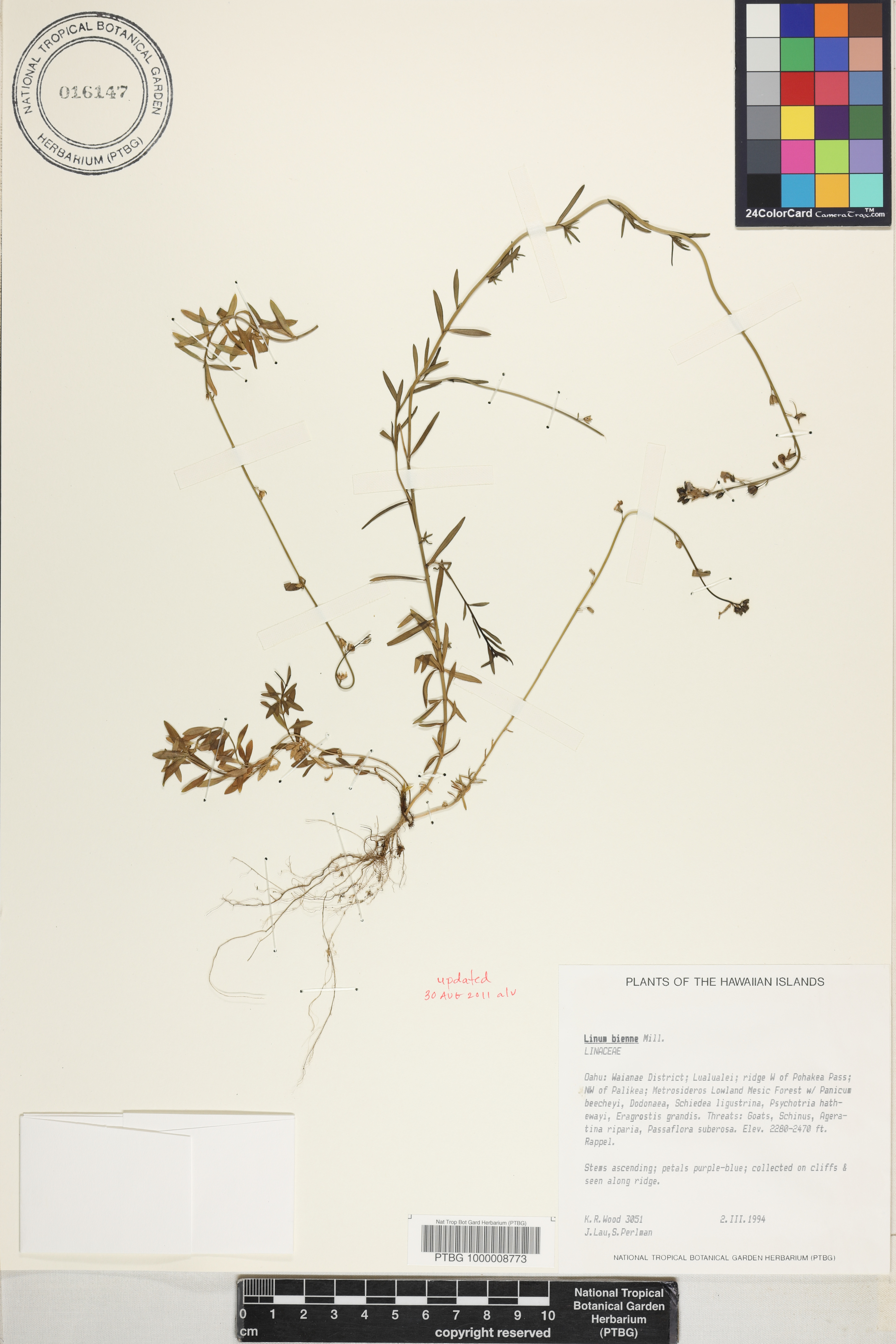 Linum bienne image