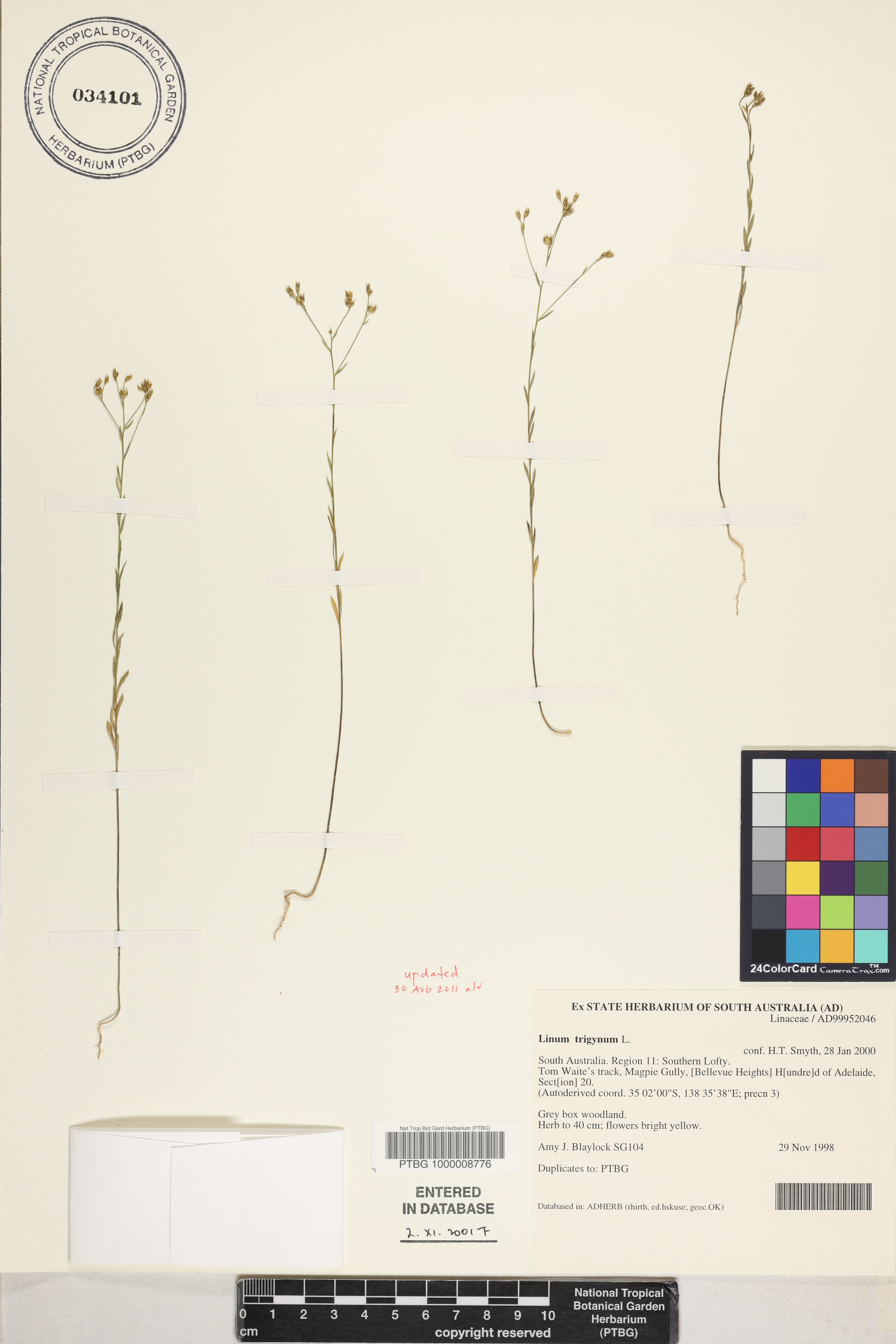 Linum trigynum image
