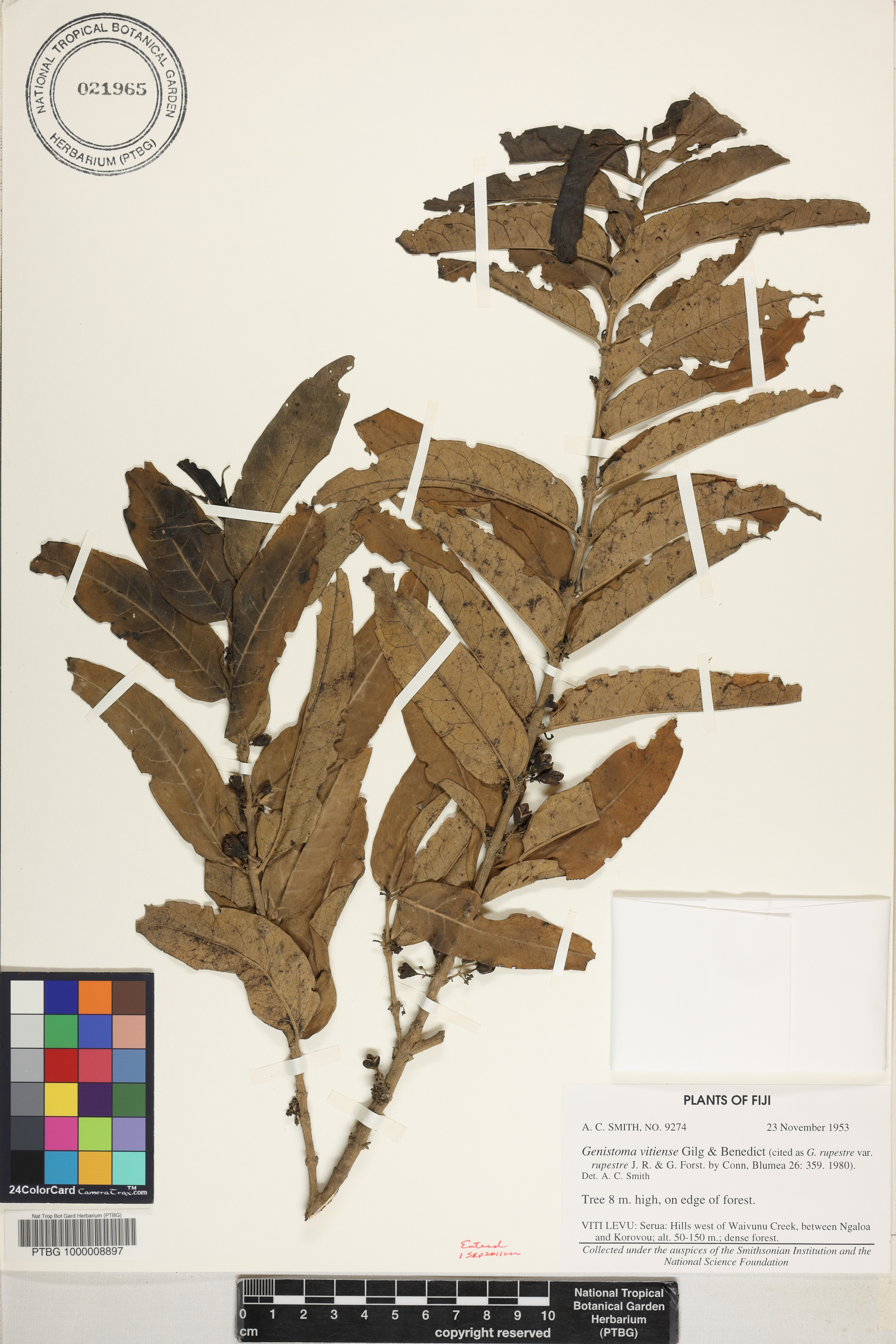Geniostoma rupestre var. glaberrimum image