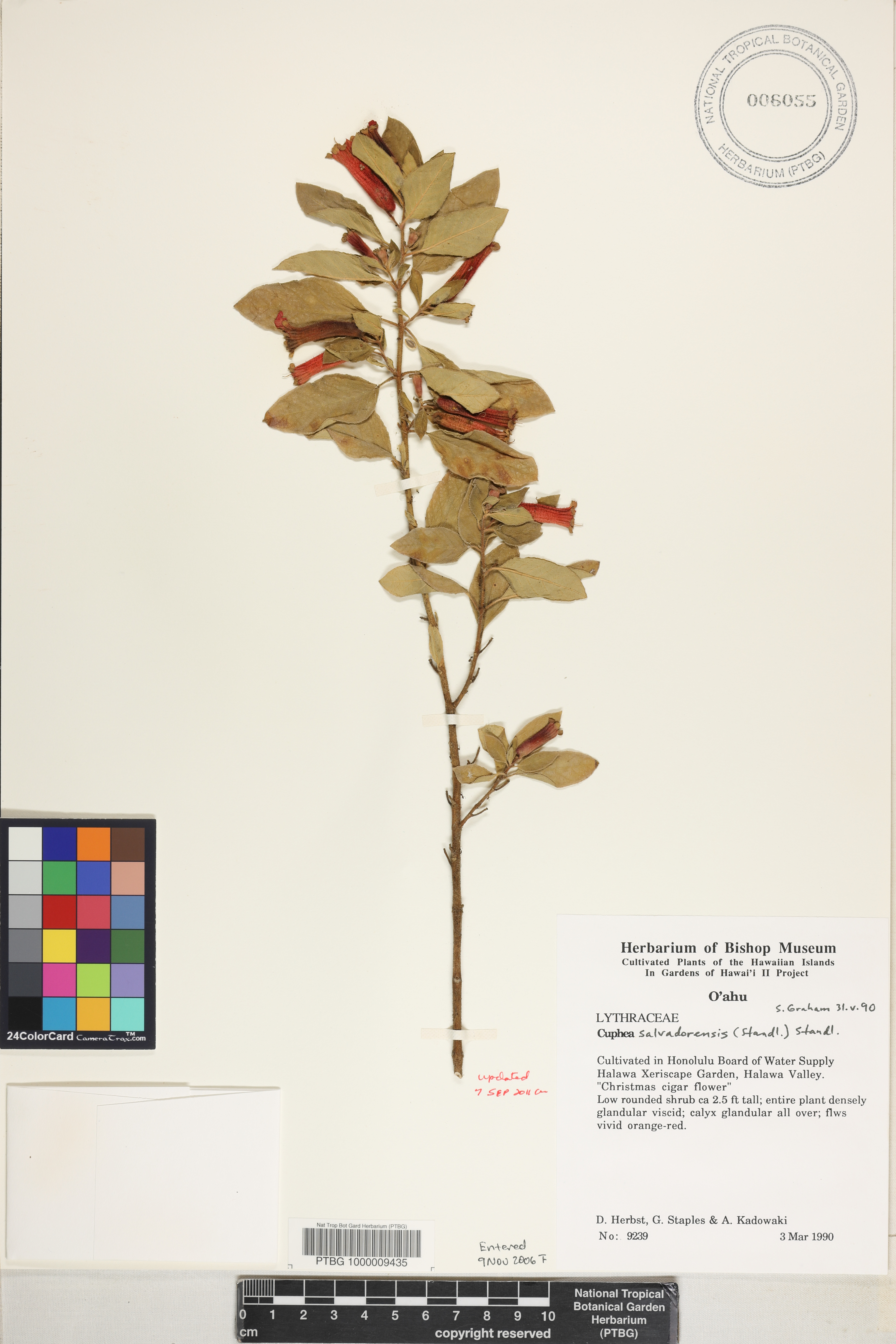 Cuphea salvadorensis image