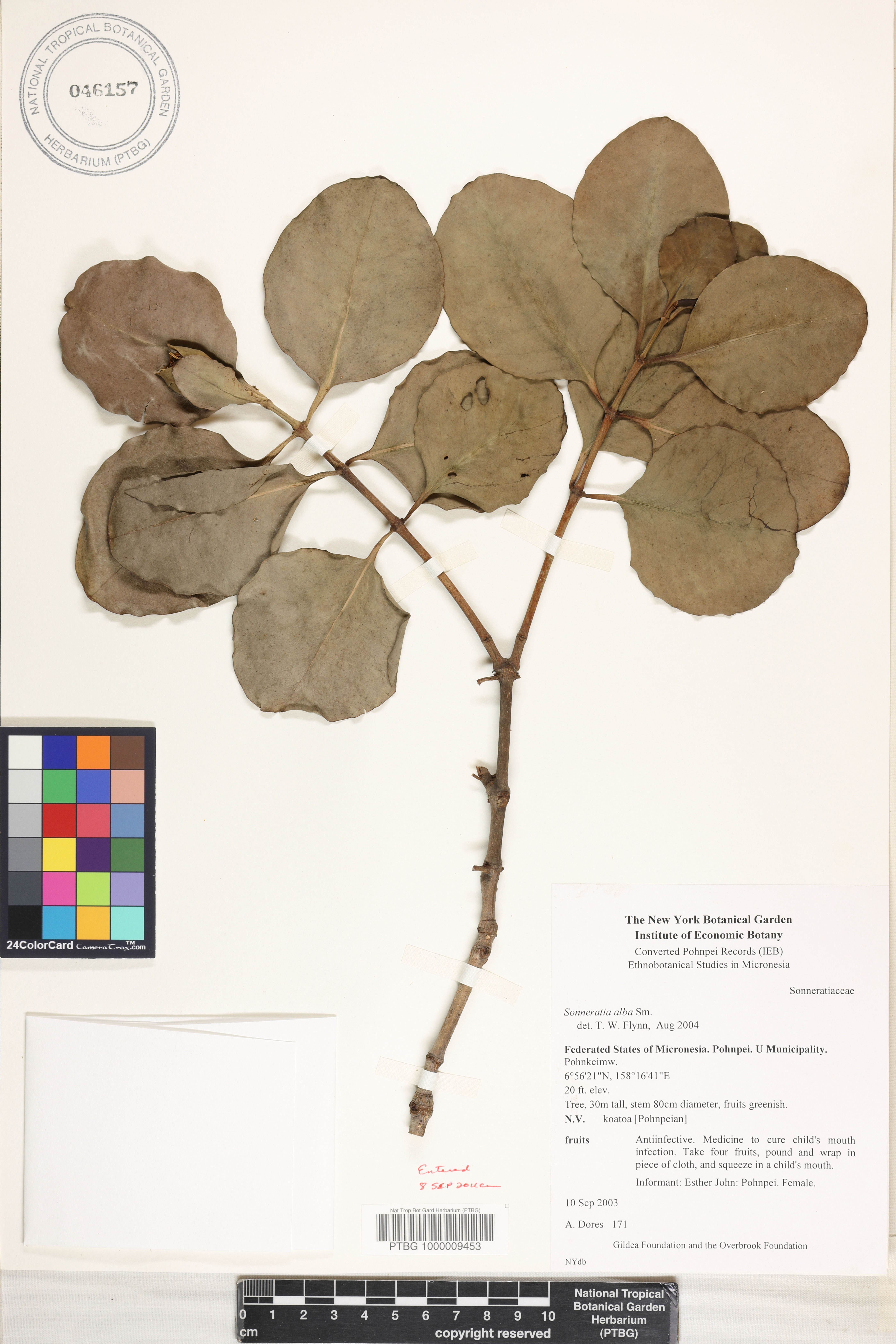 Sonneratia alba image