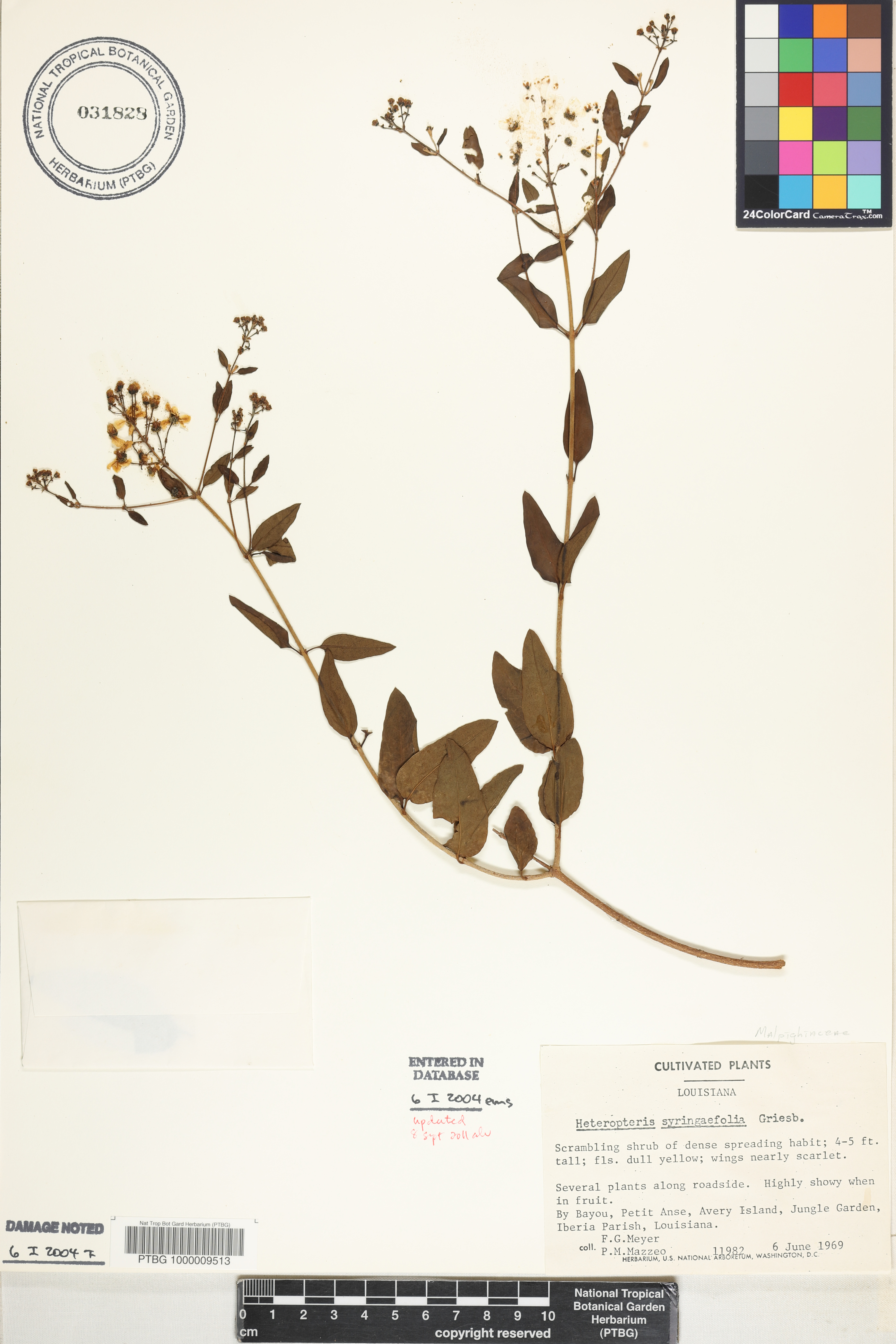 Heteropterys image