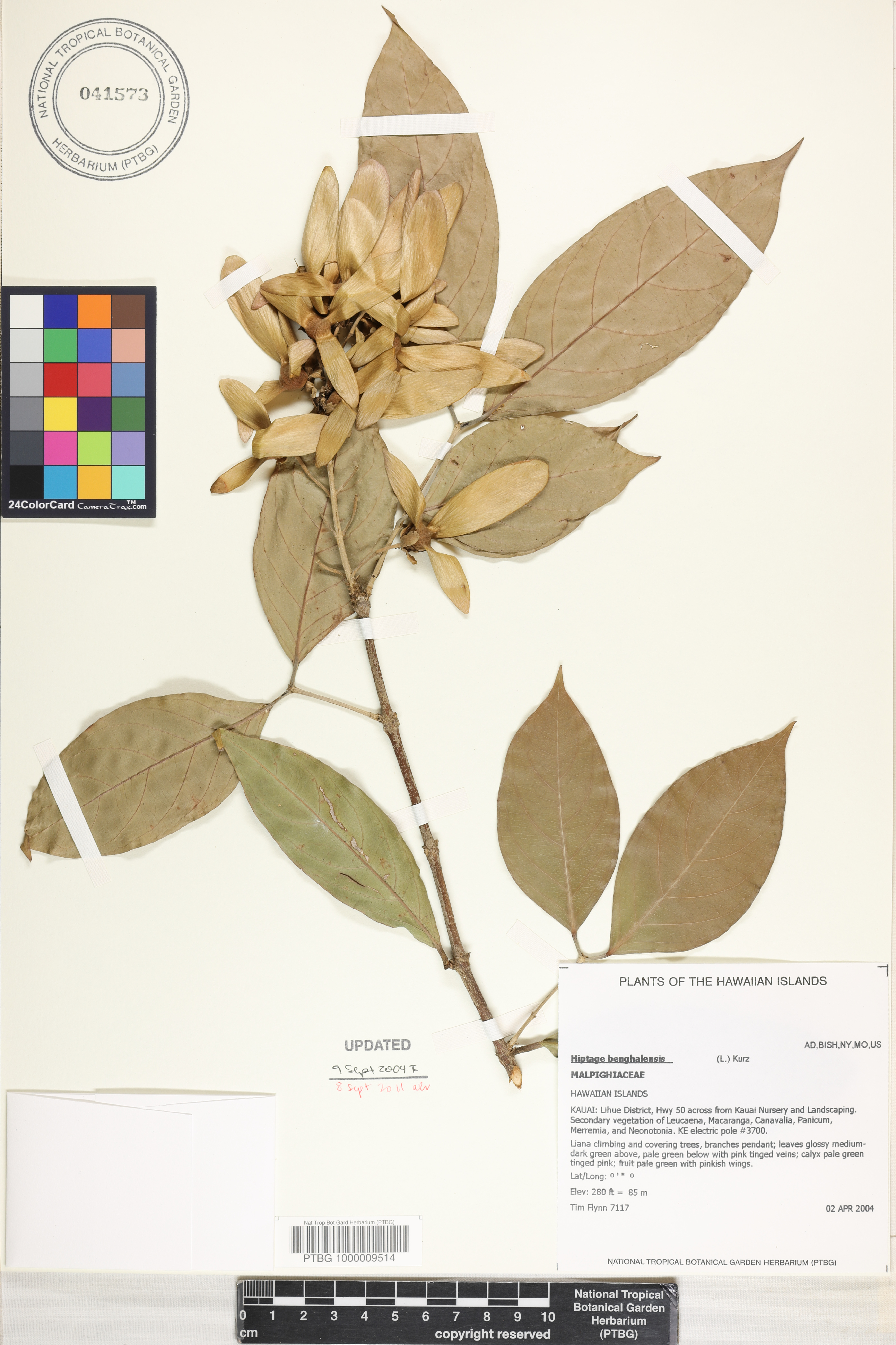 Hiptage benghalensis image