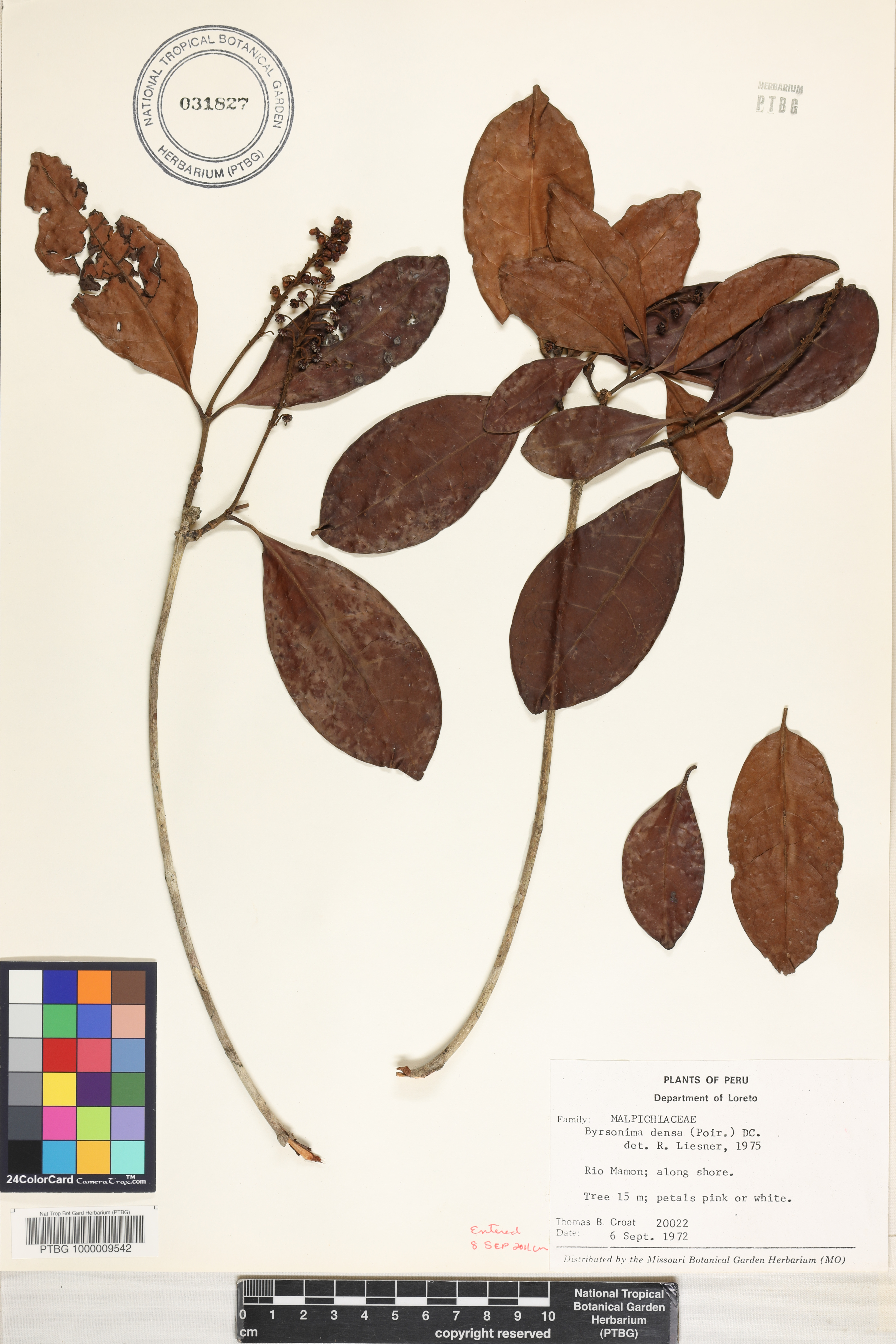 Allobriquetia spicata image