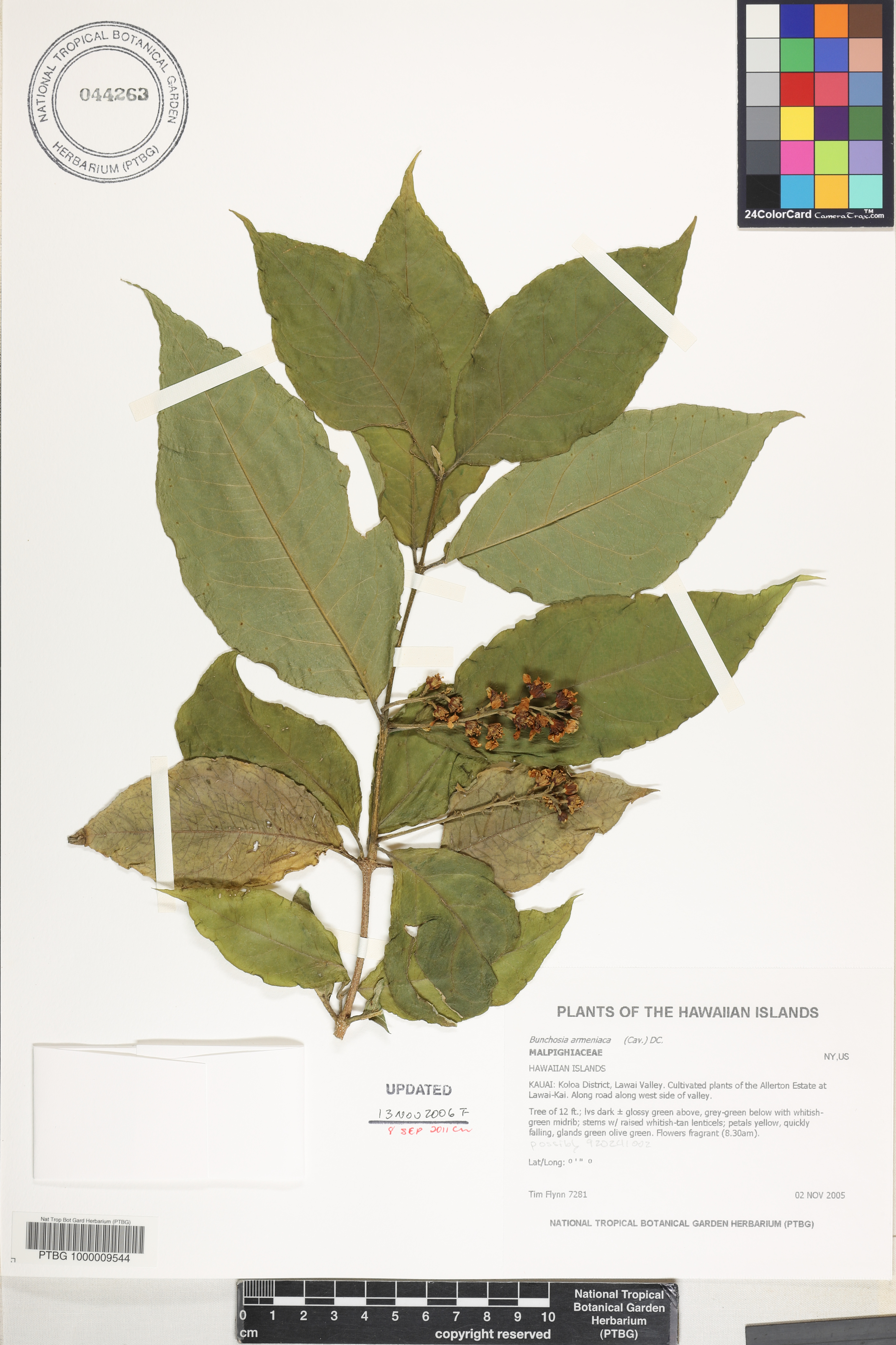Bunchosia armeniaca image