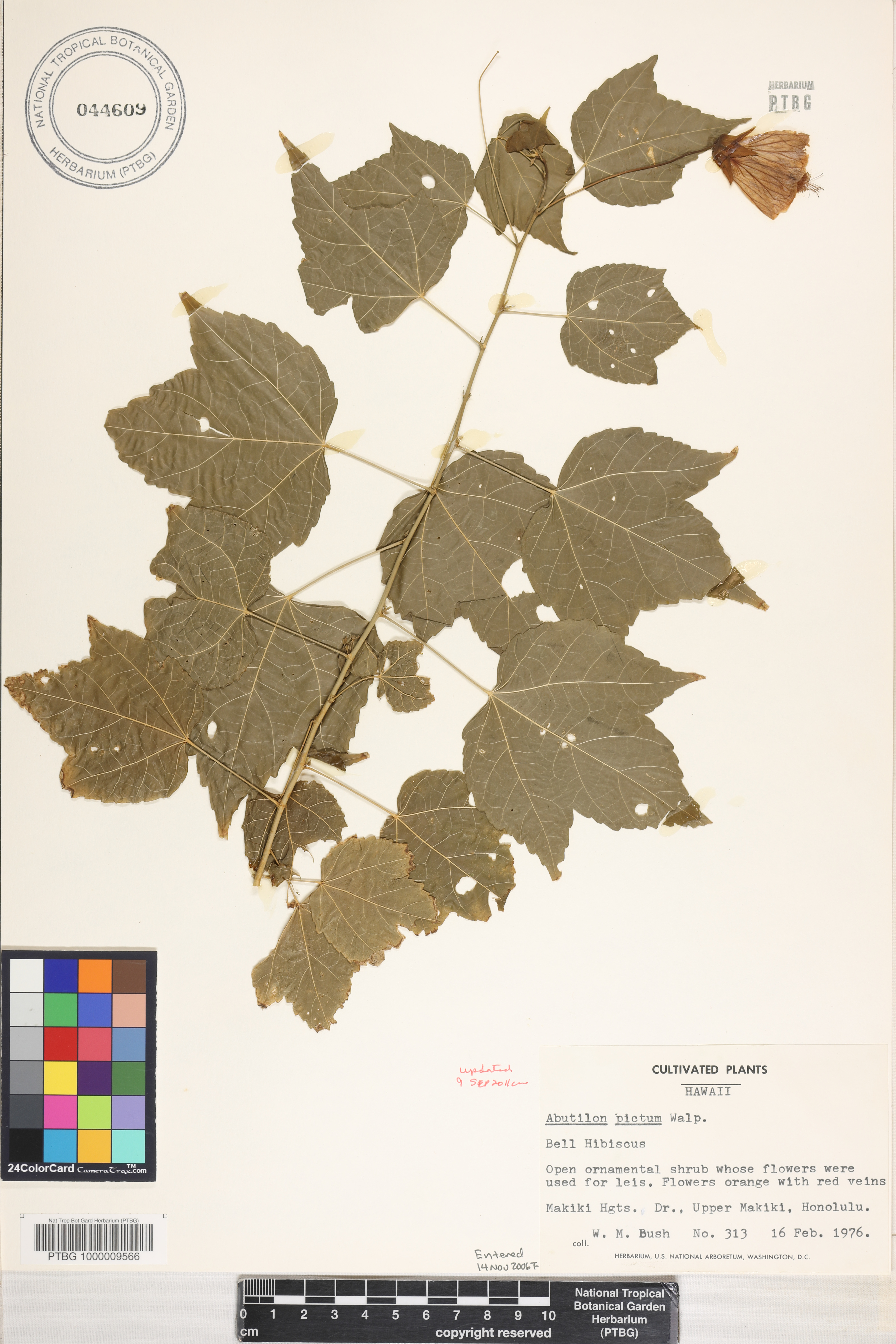 Abutilon pictum image