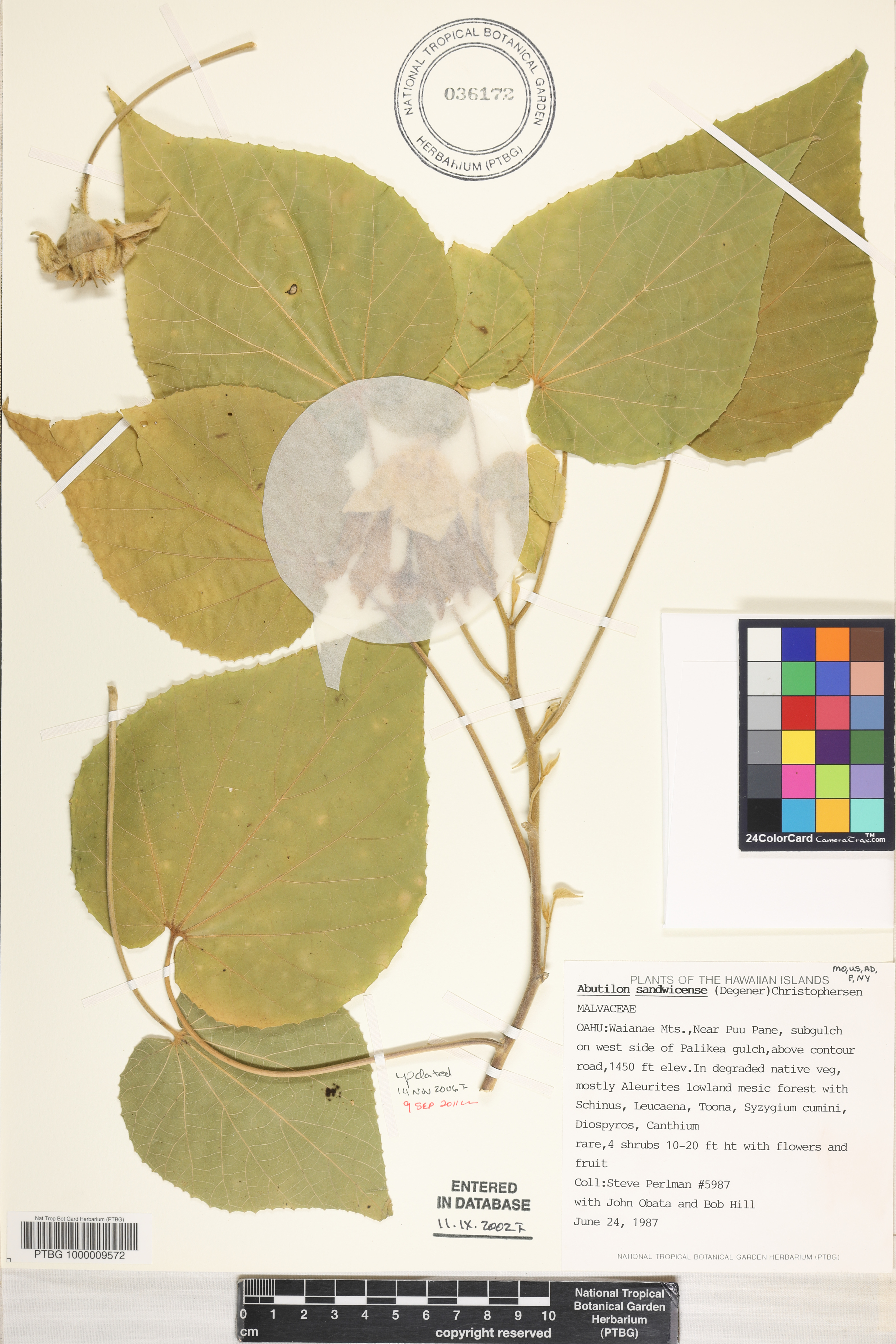 Abutilon sandwicense image