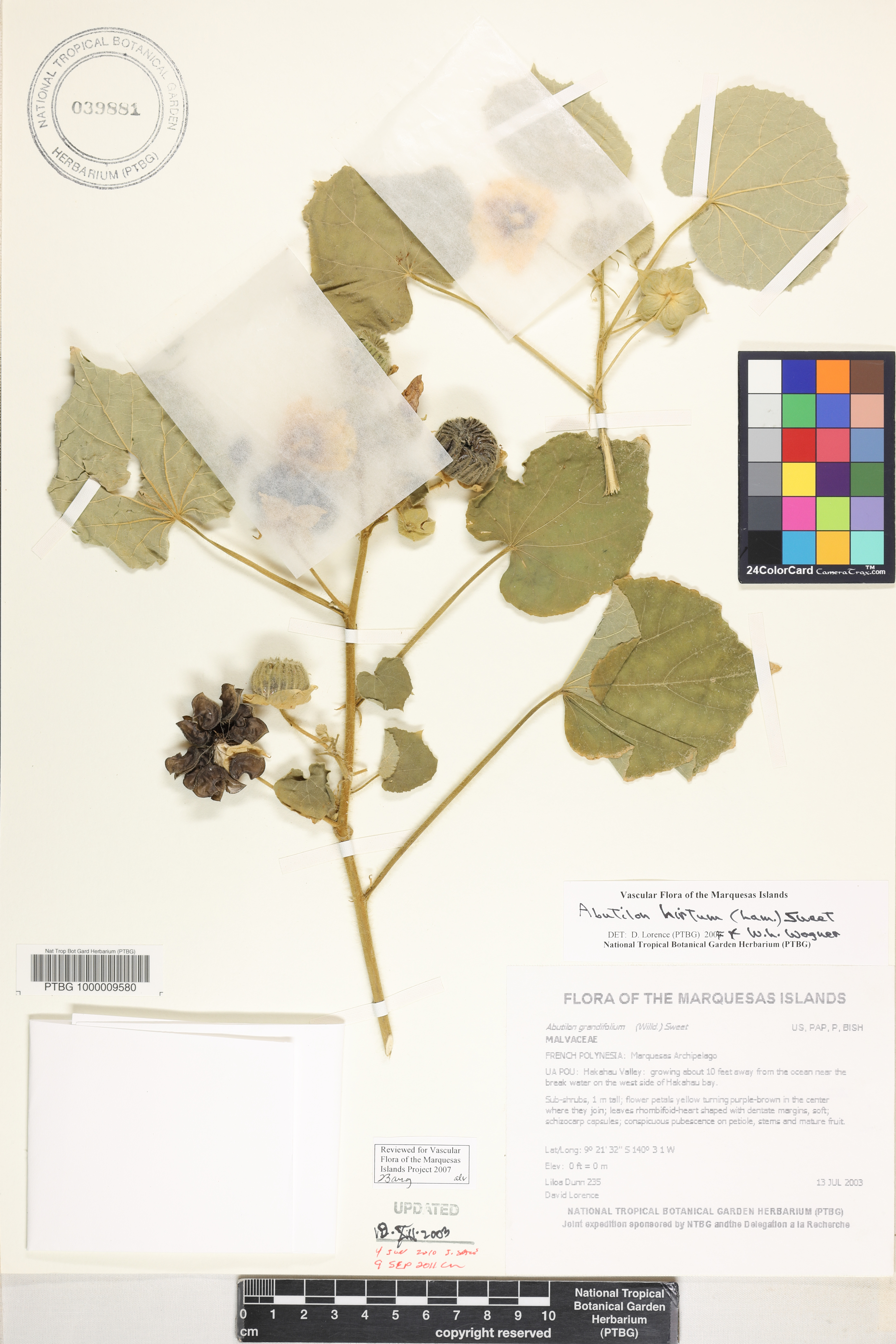 Abutilon hirtum image