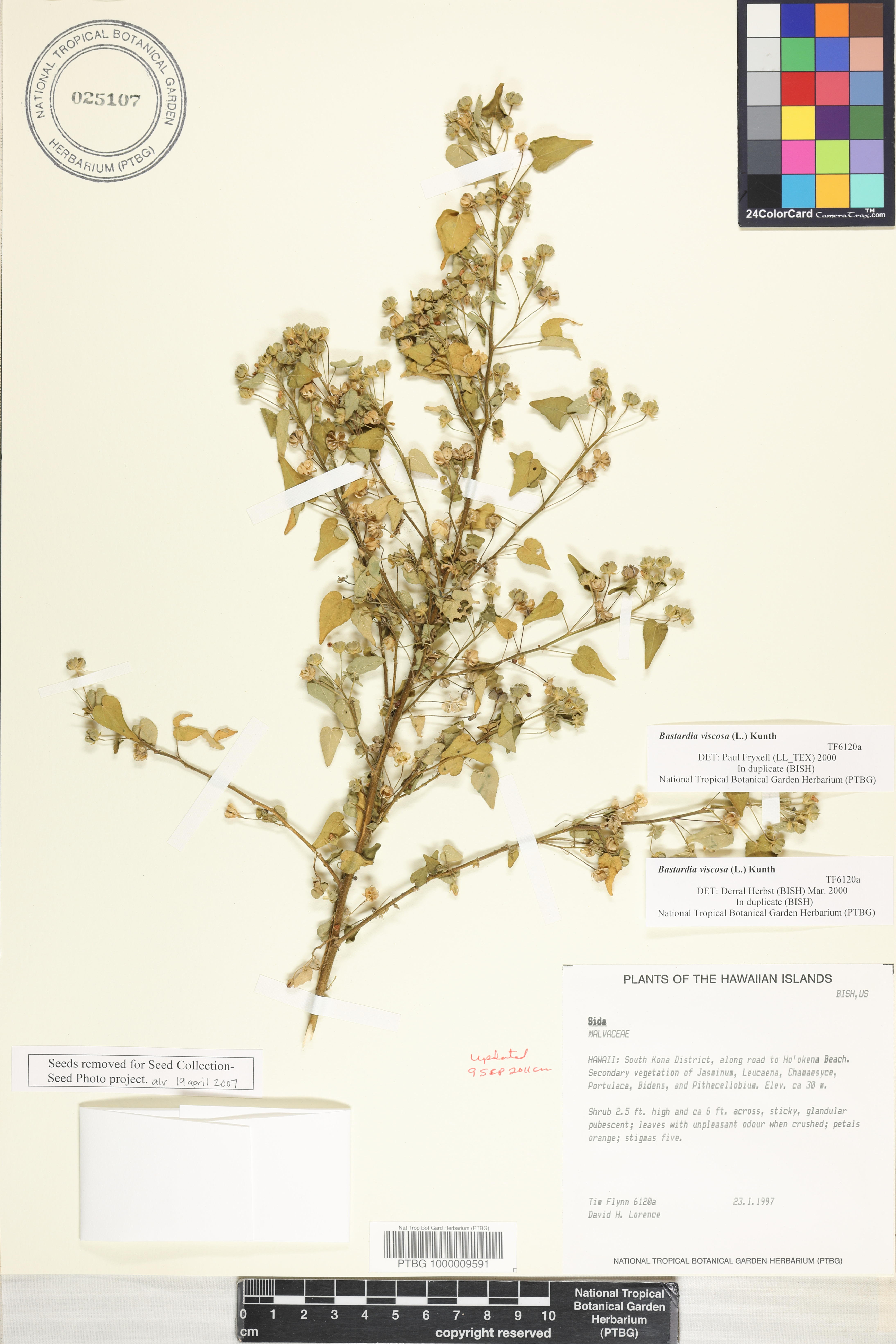 Bastardia viscosa image