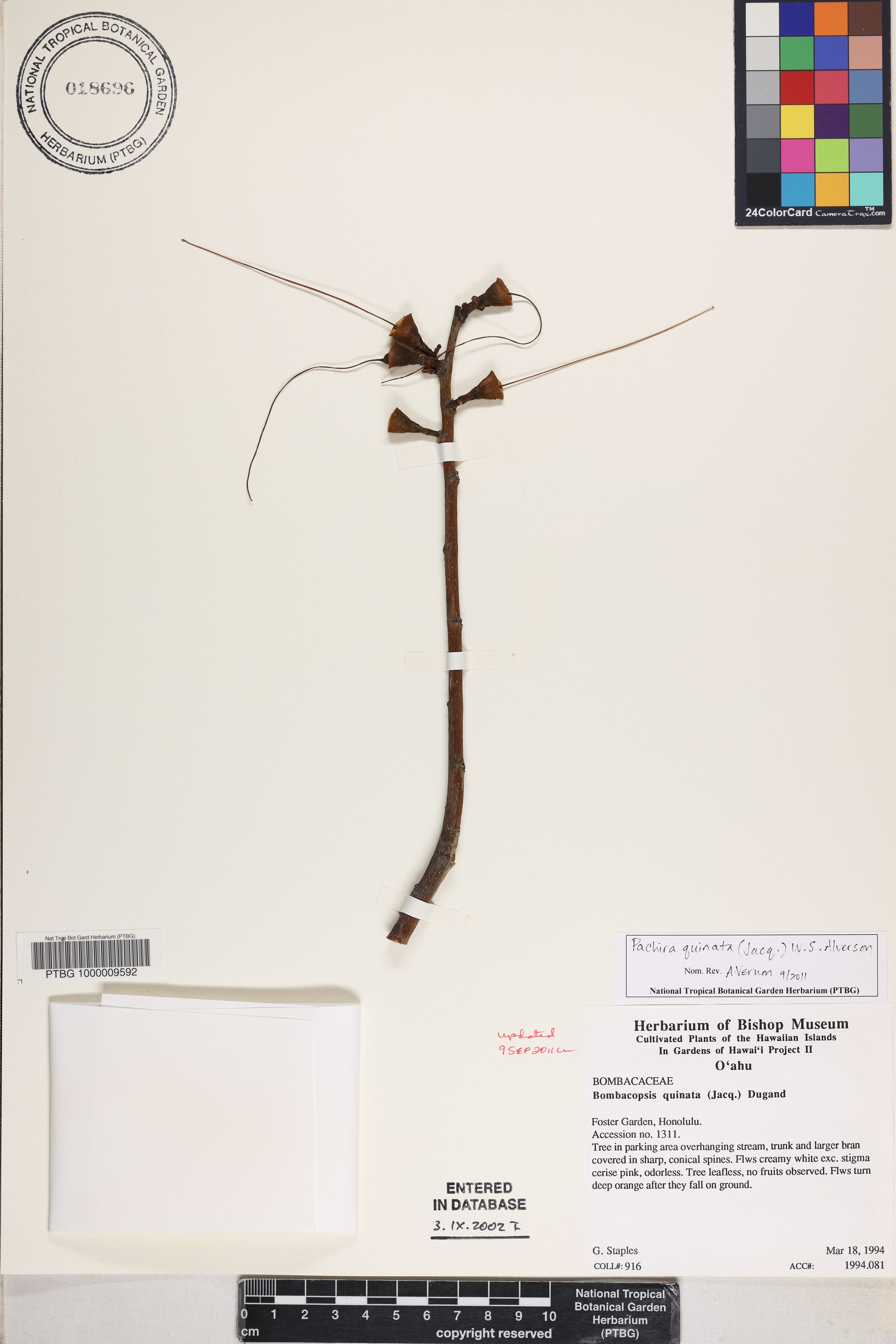 Pachira quinata image
