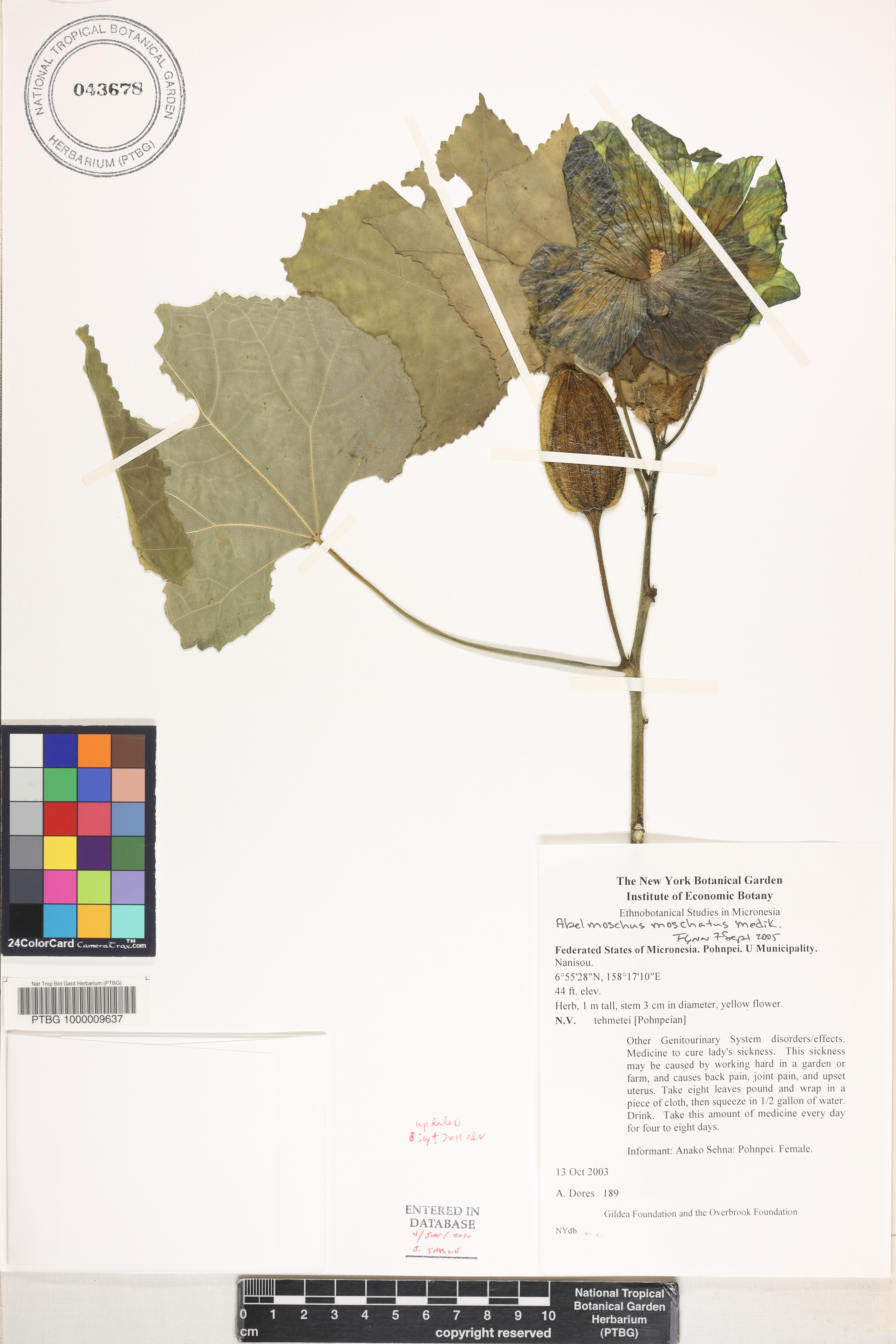 Abelmoschus moschatus image