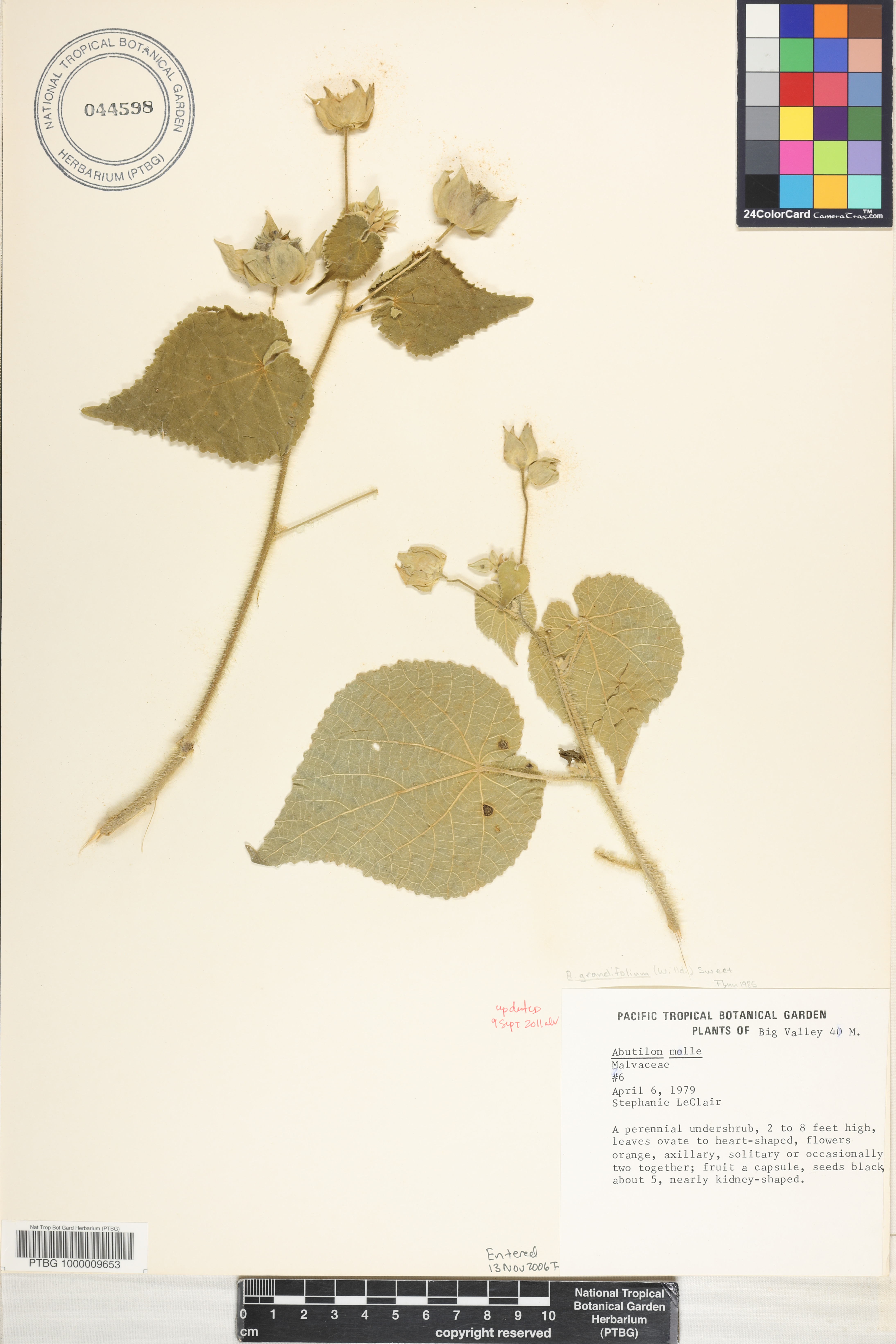 Abutilon image