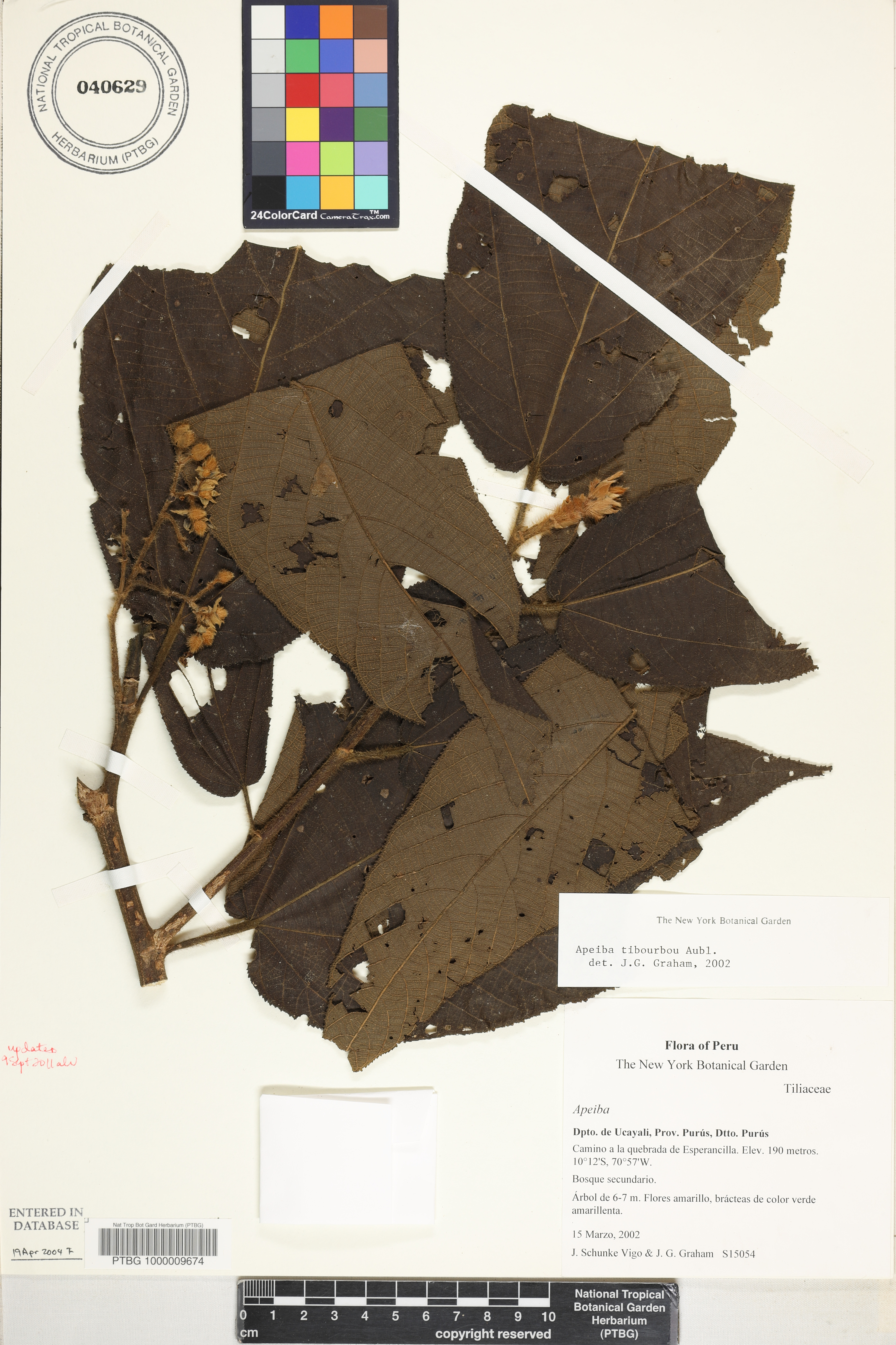 Apeiba tibourbou image