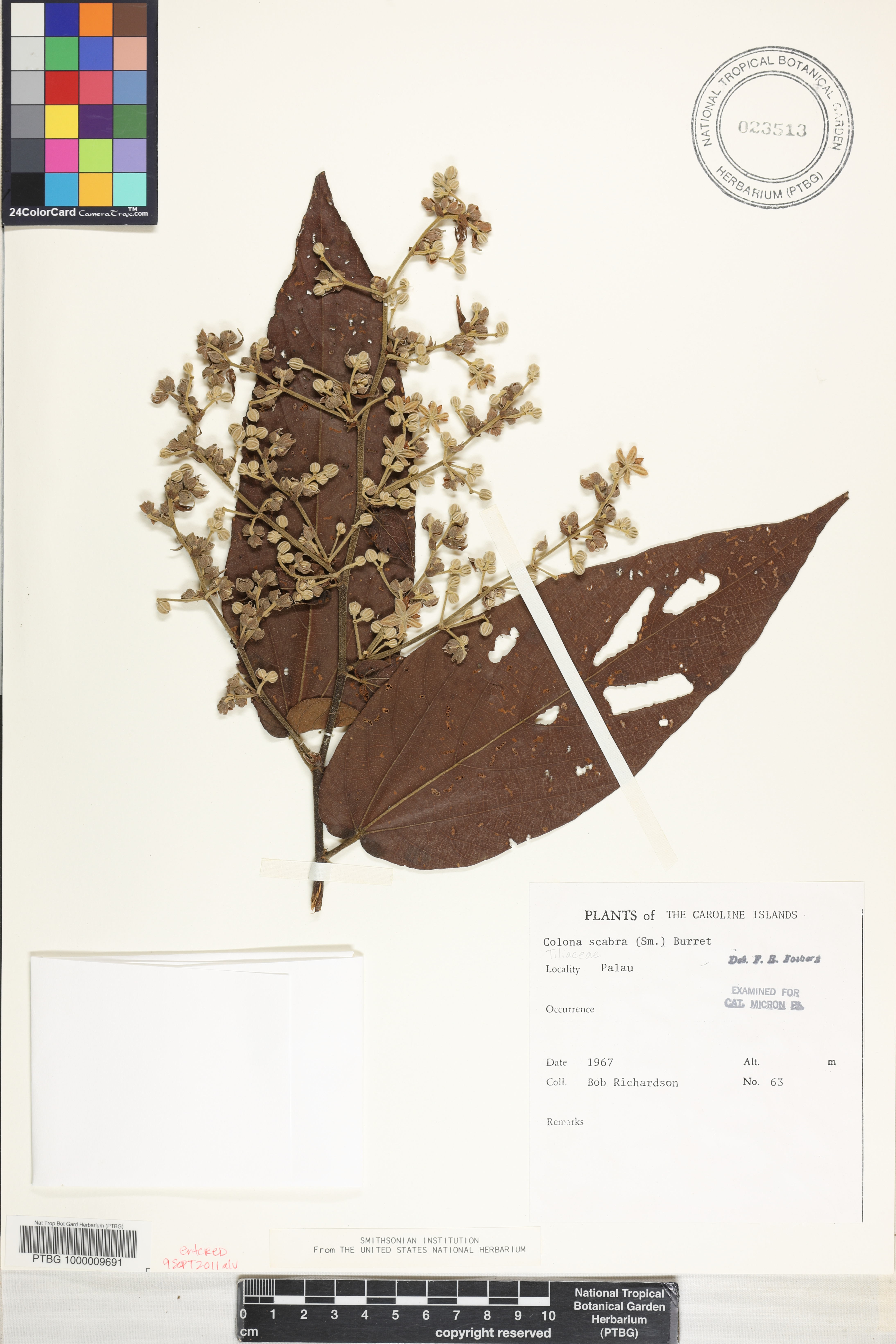 Colona scabra image