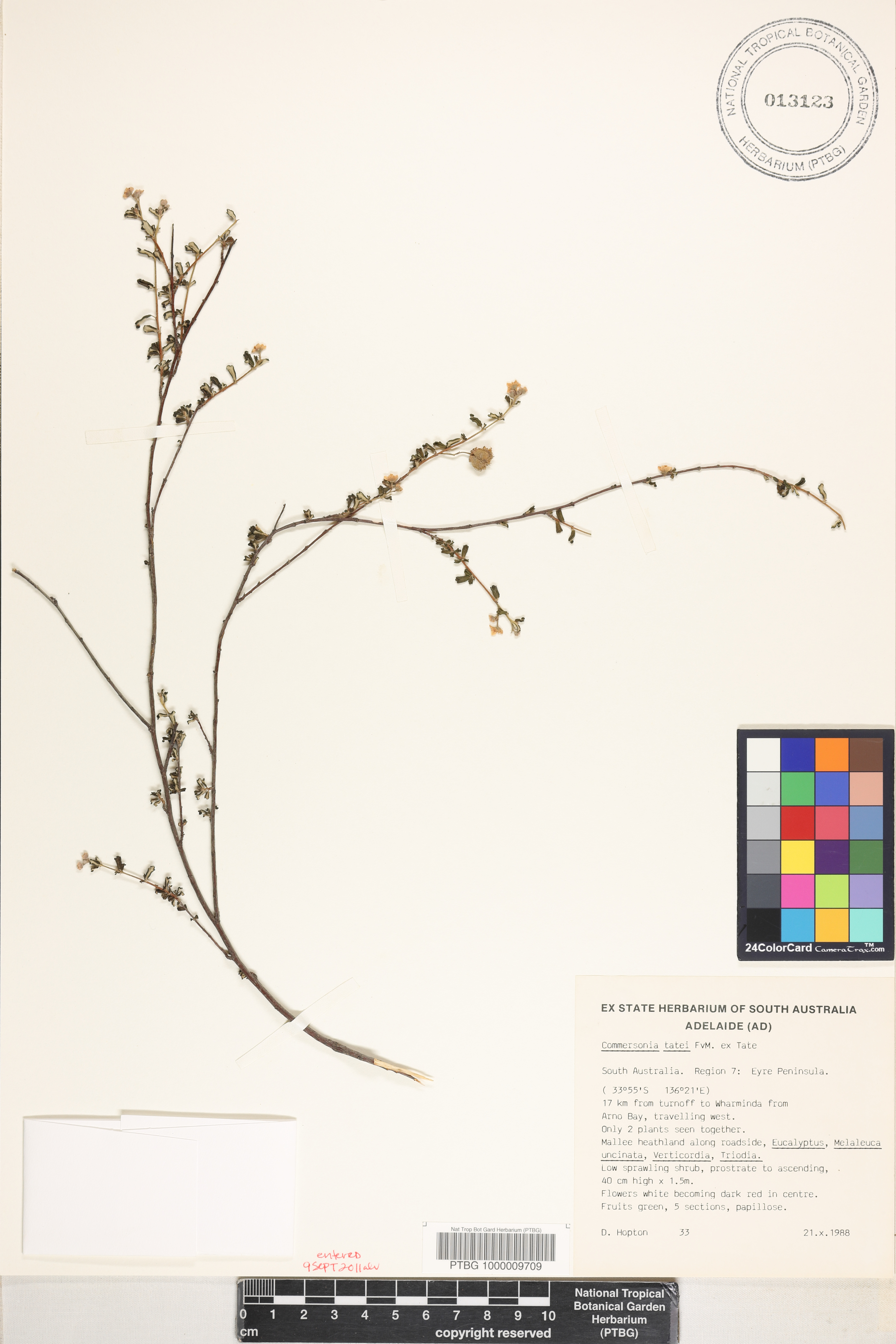 Androcalva tatei image