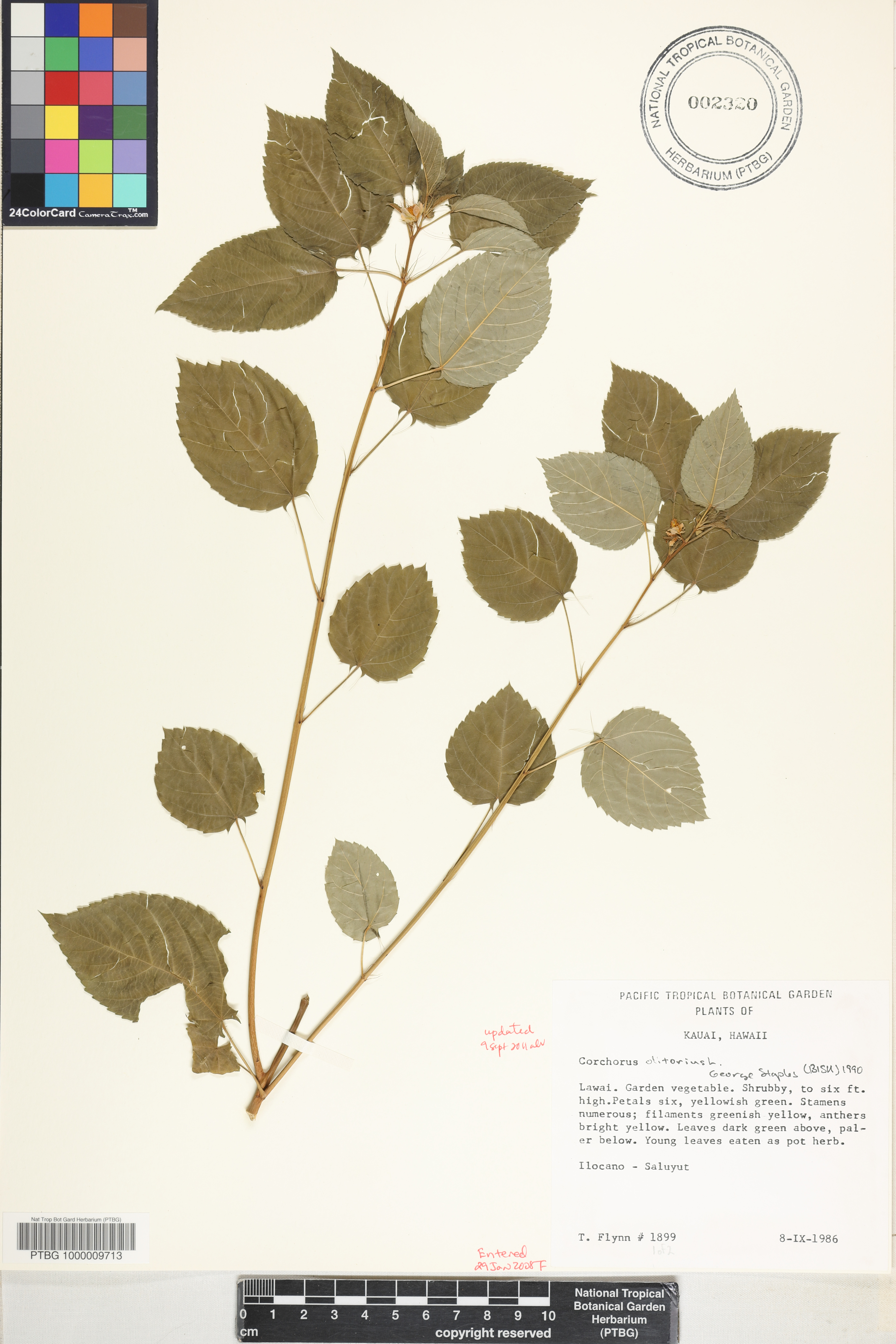 Corchorus olitorius image