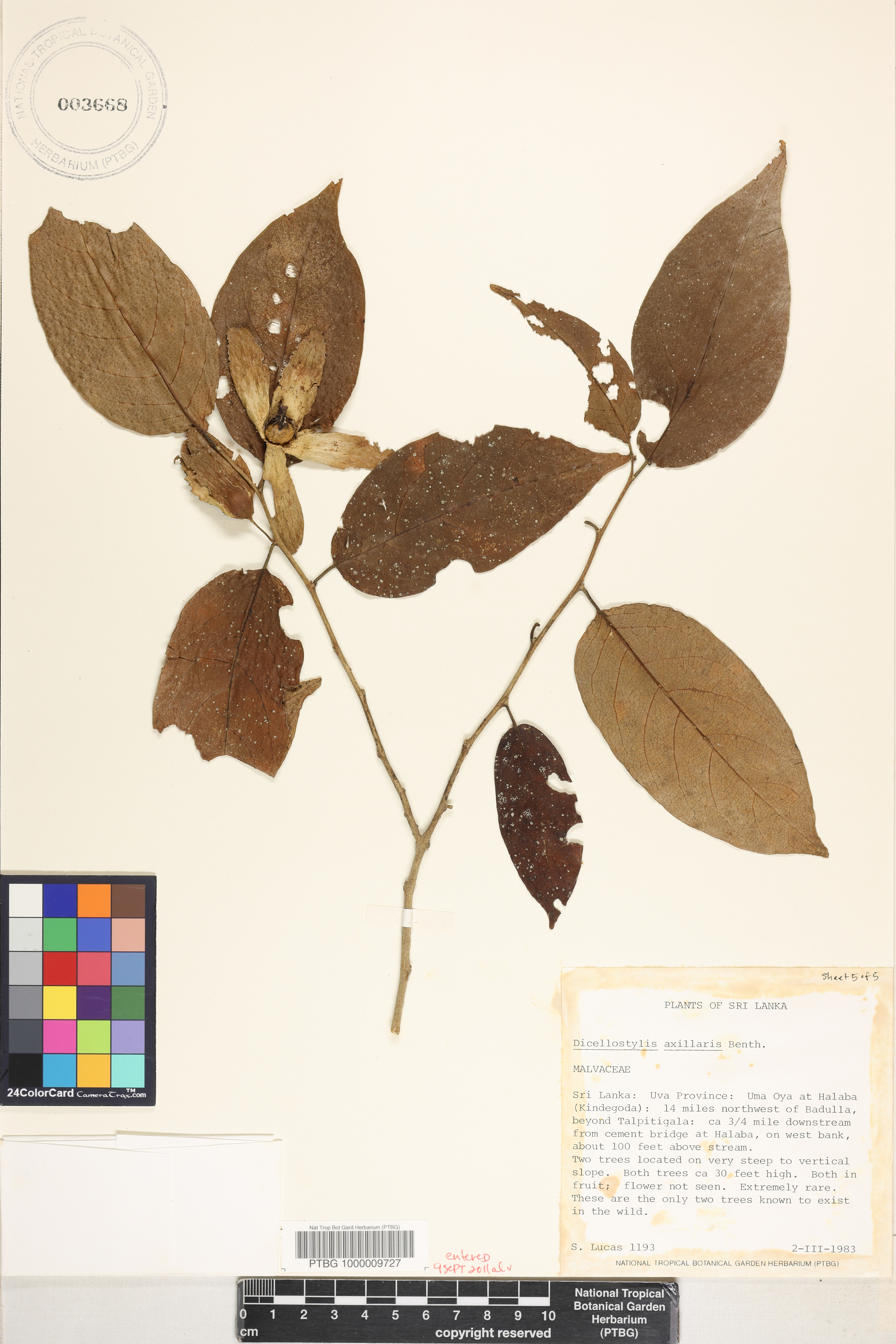 Dicellostyles axillaris image
