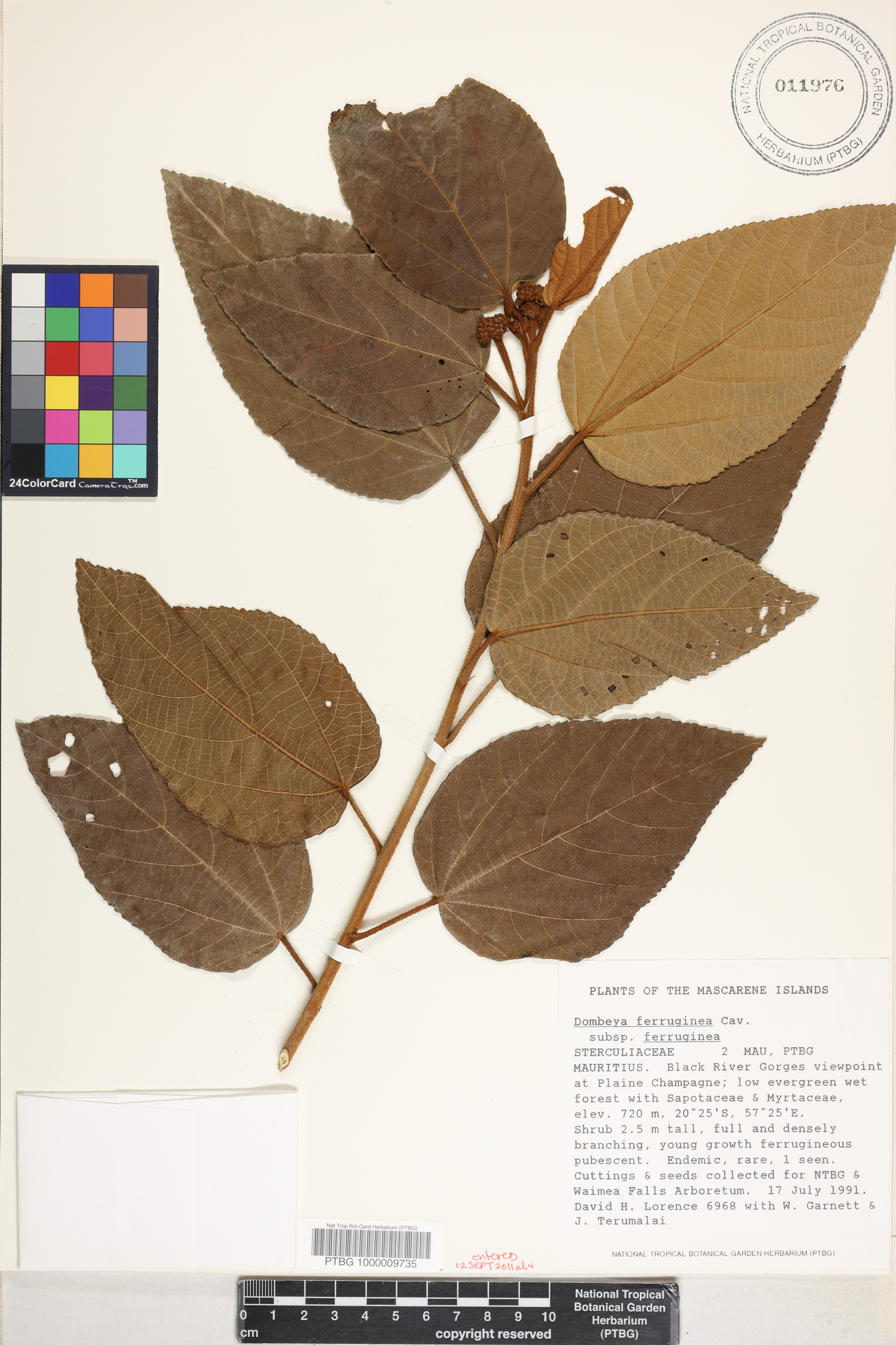 Dombeya image