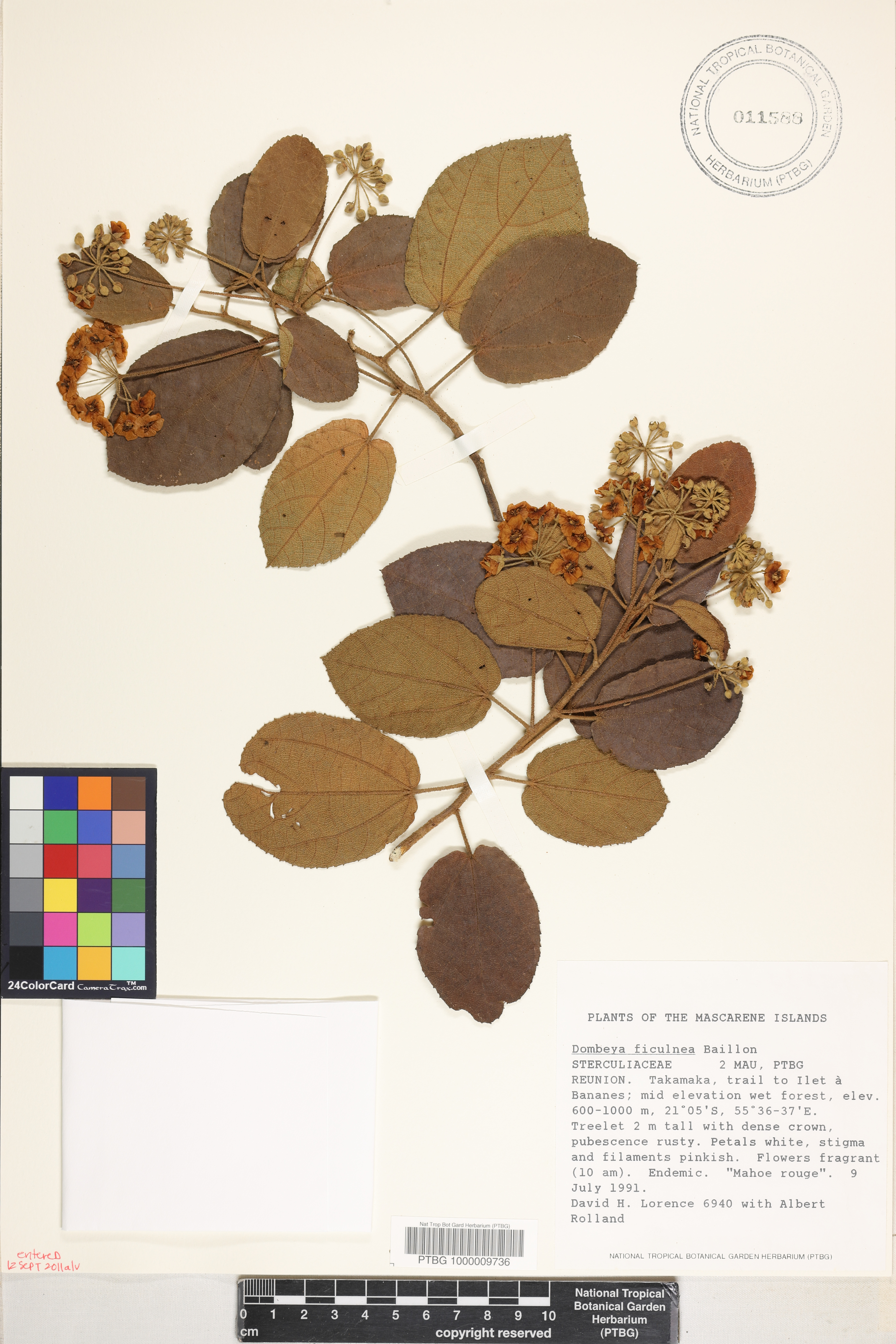 Dombeya ficulnea image