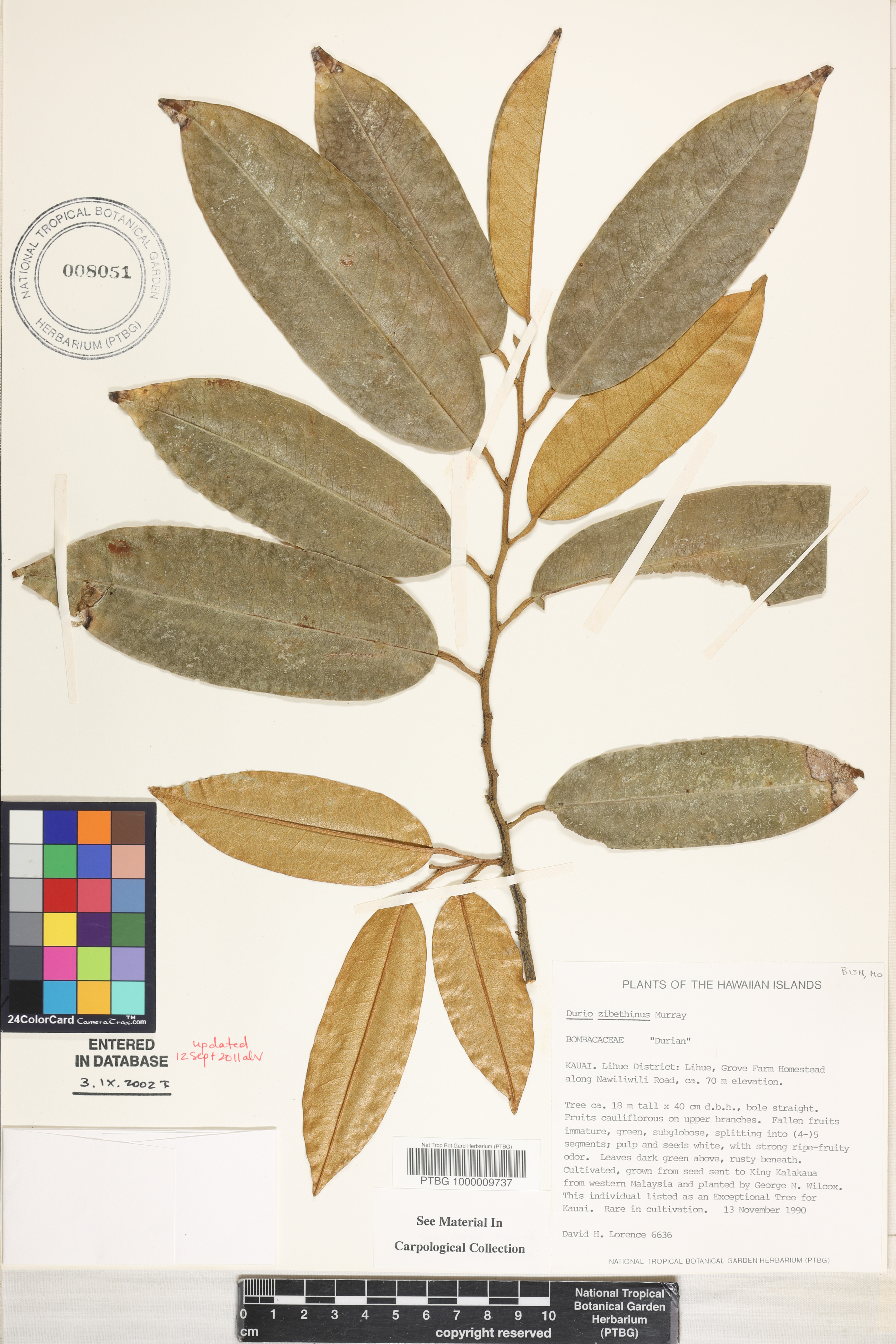 Durio zibethinus image