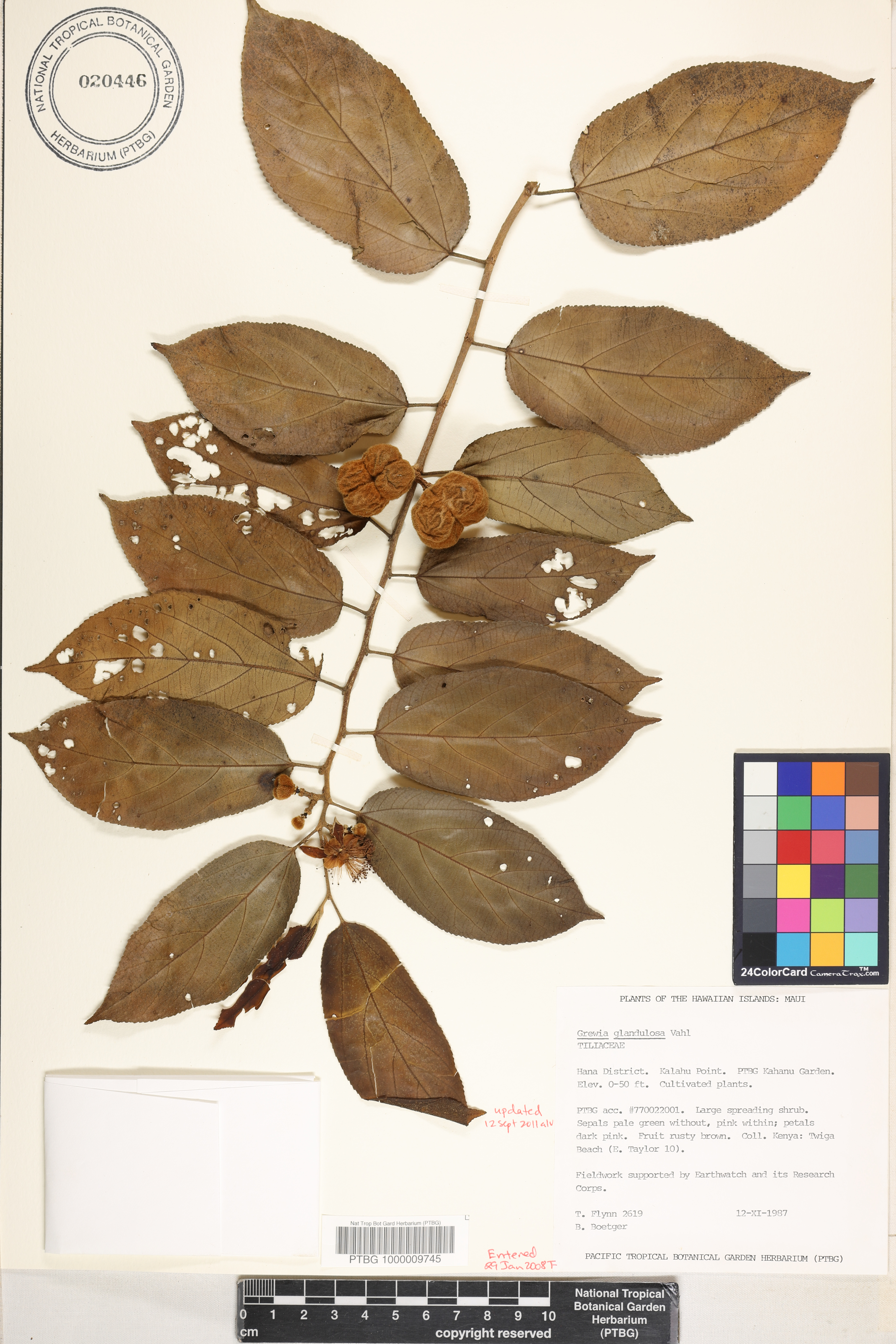 Grewia glandulosa image