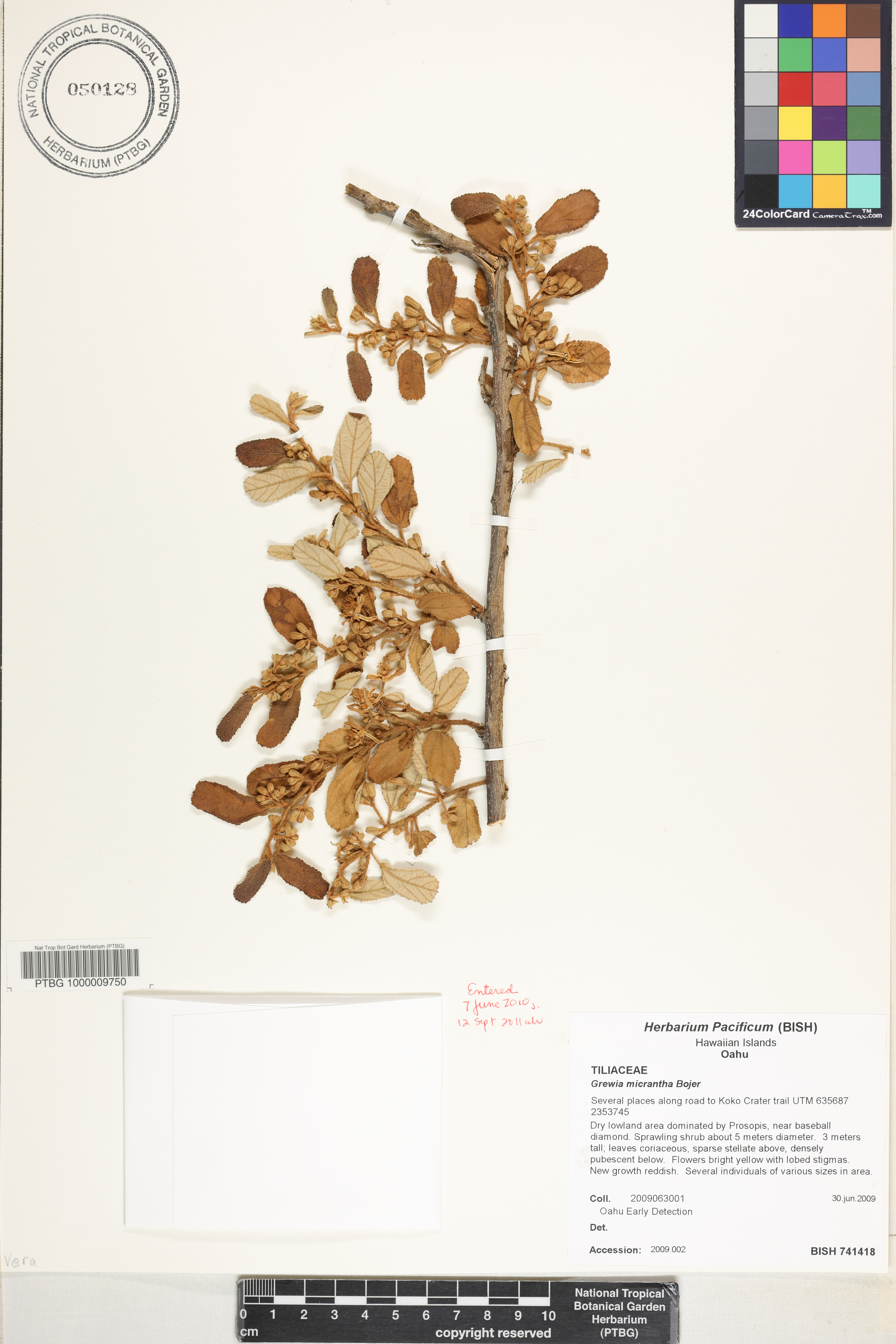 Grewia micrantha image