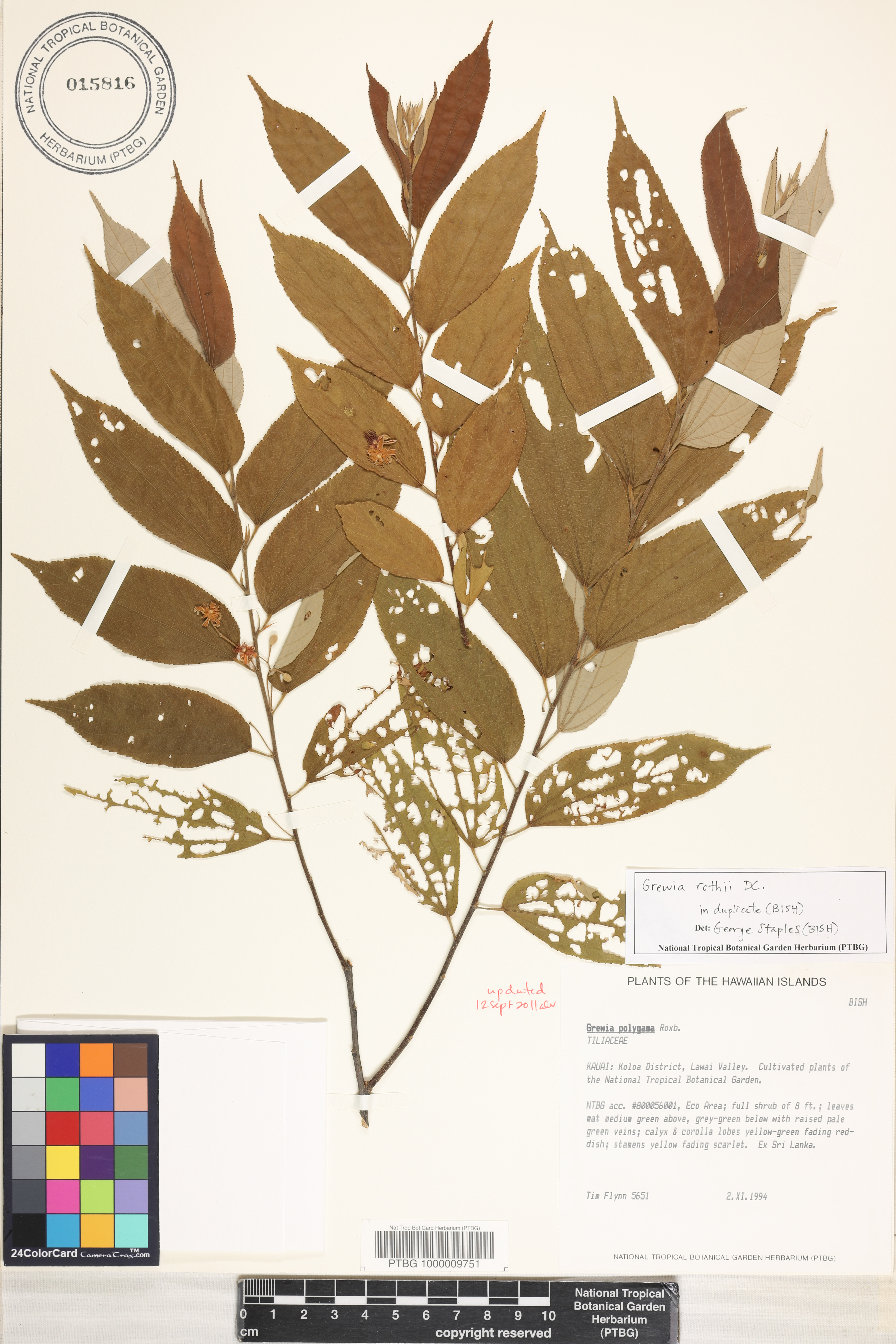 Grewia excelsa image