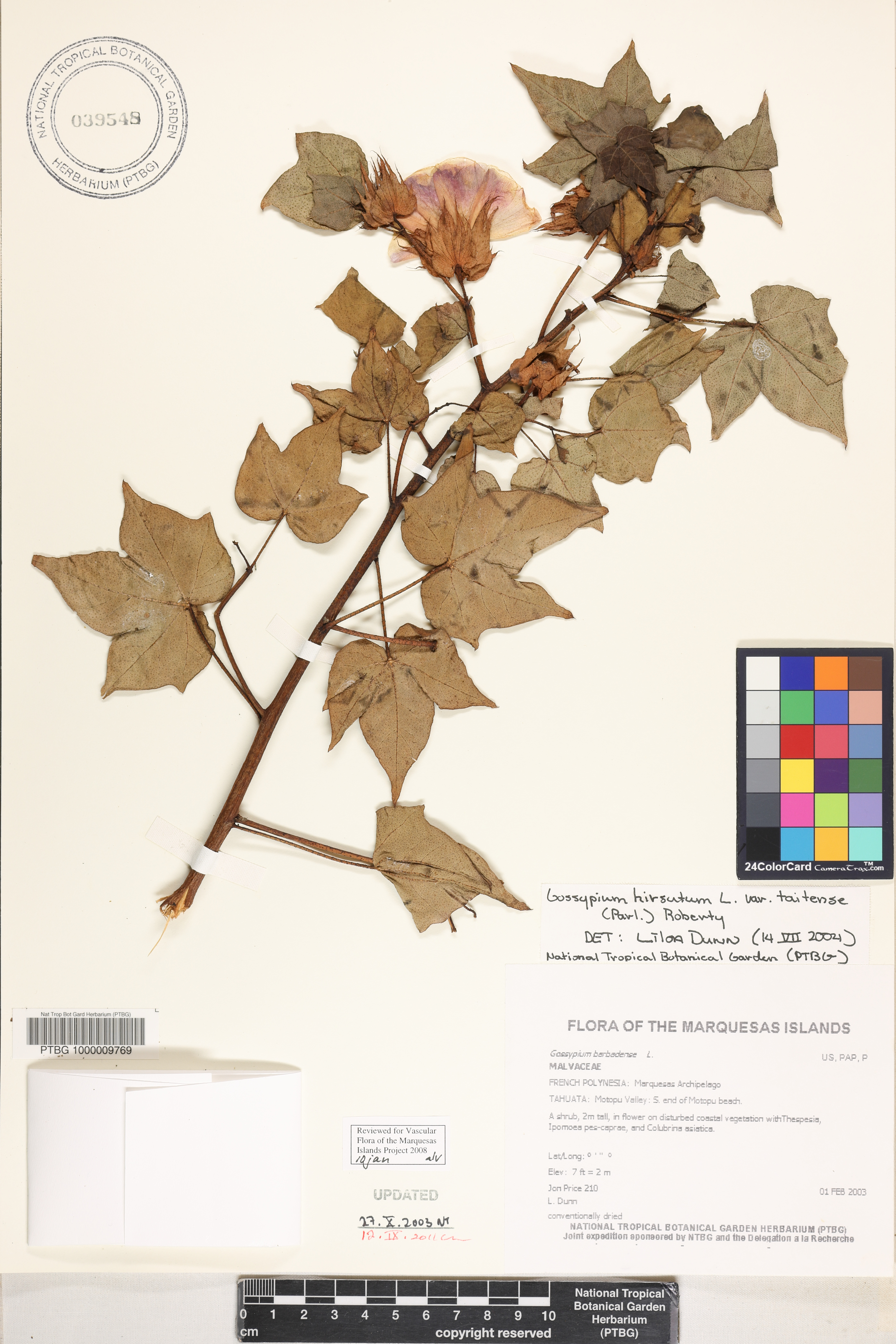 Gossypium hirsutum var. taitense image