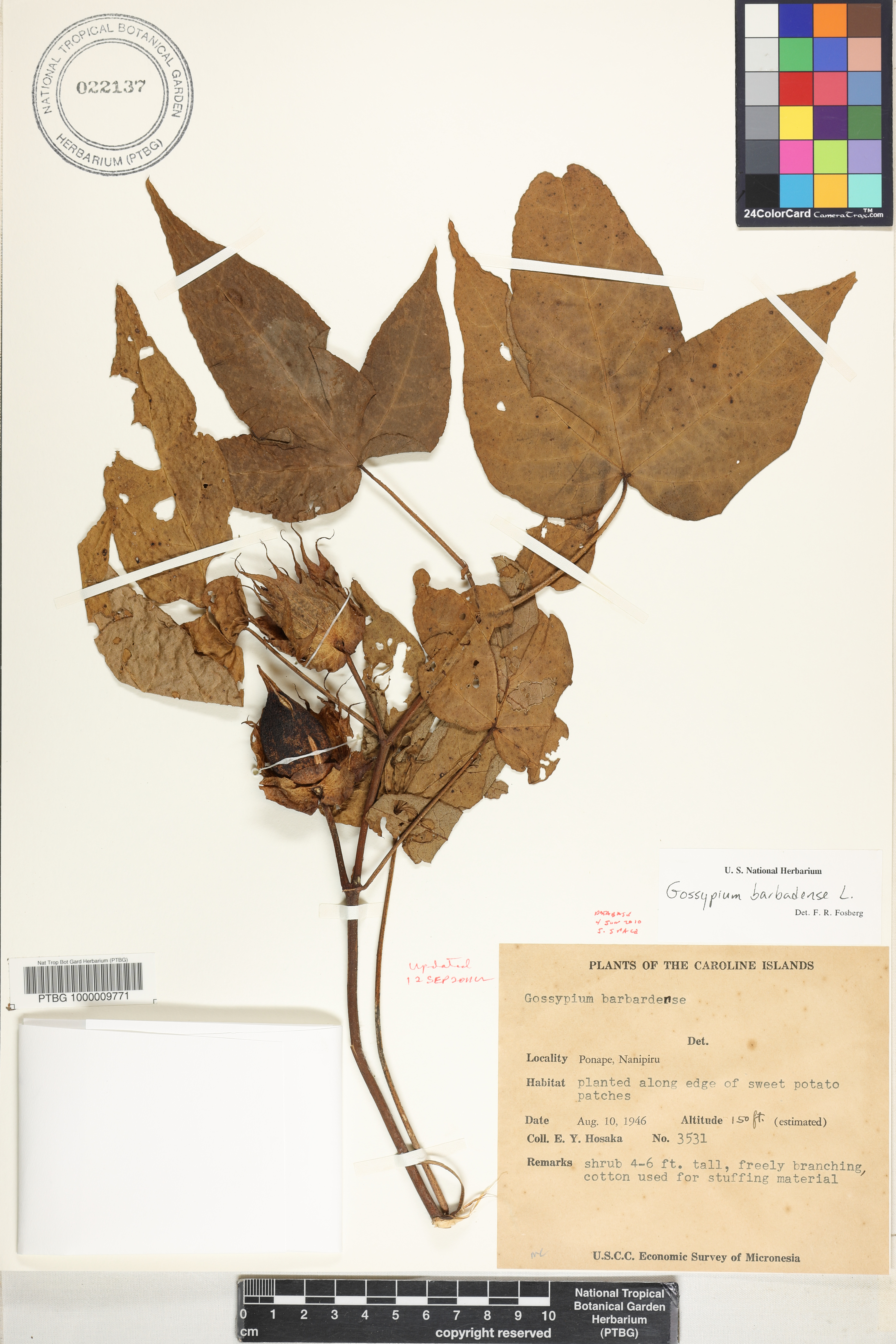 Gossypium barbadense image