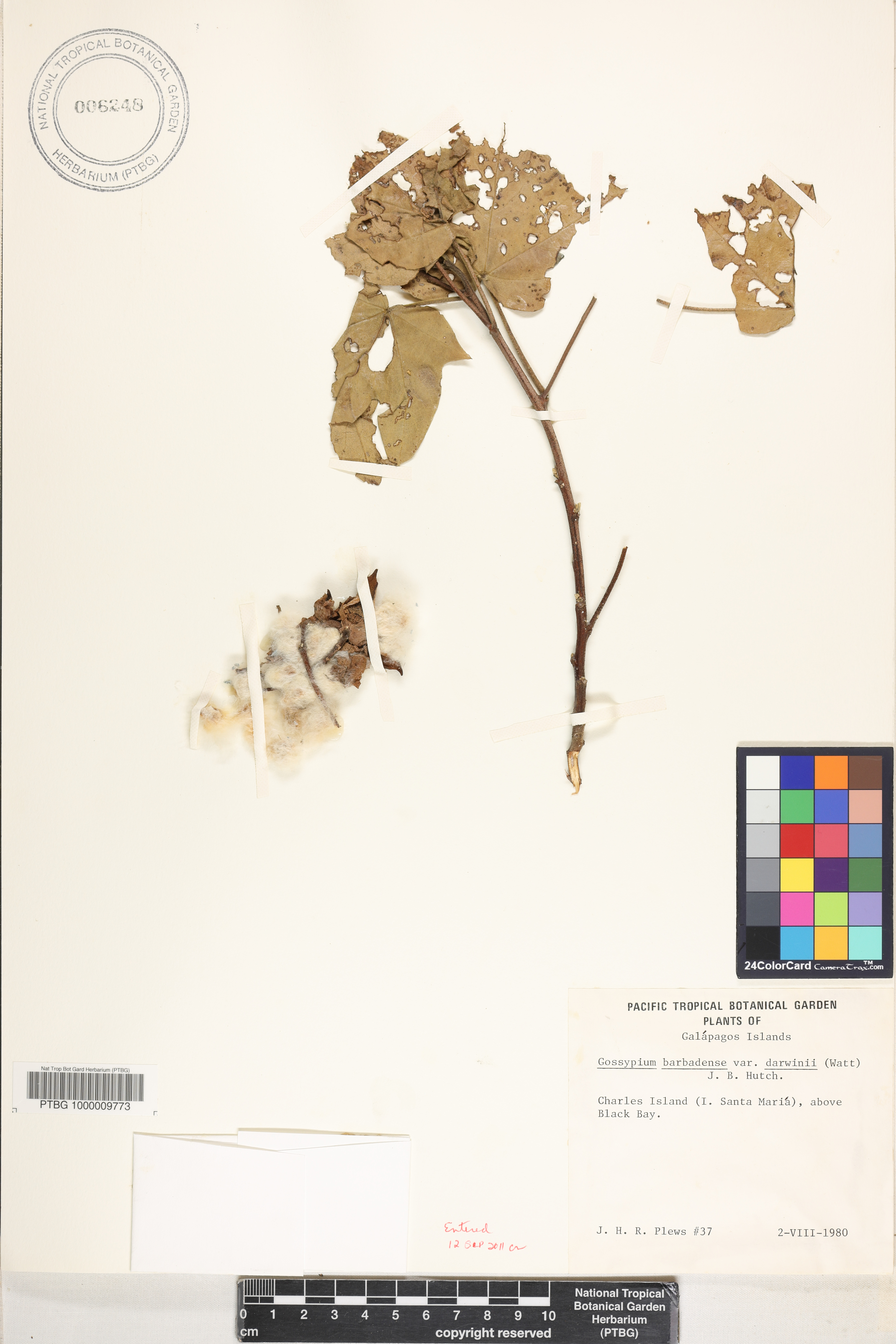 Gossypium darwinii image