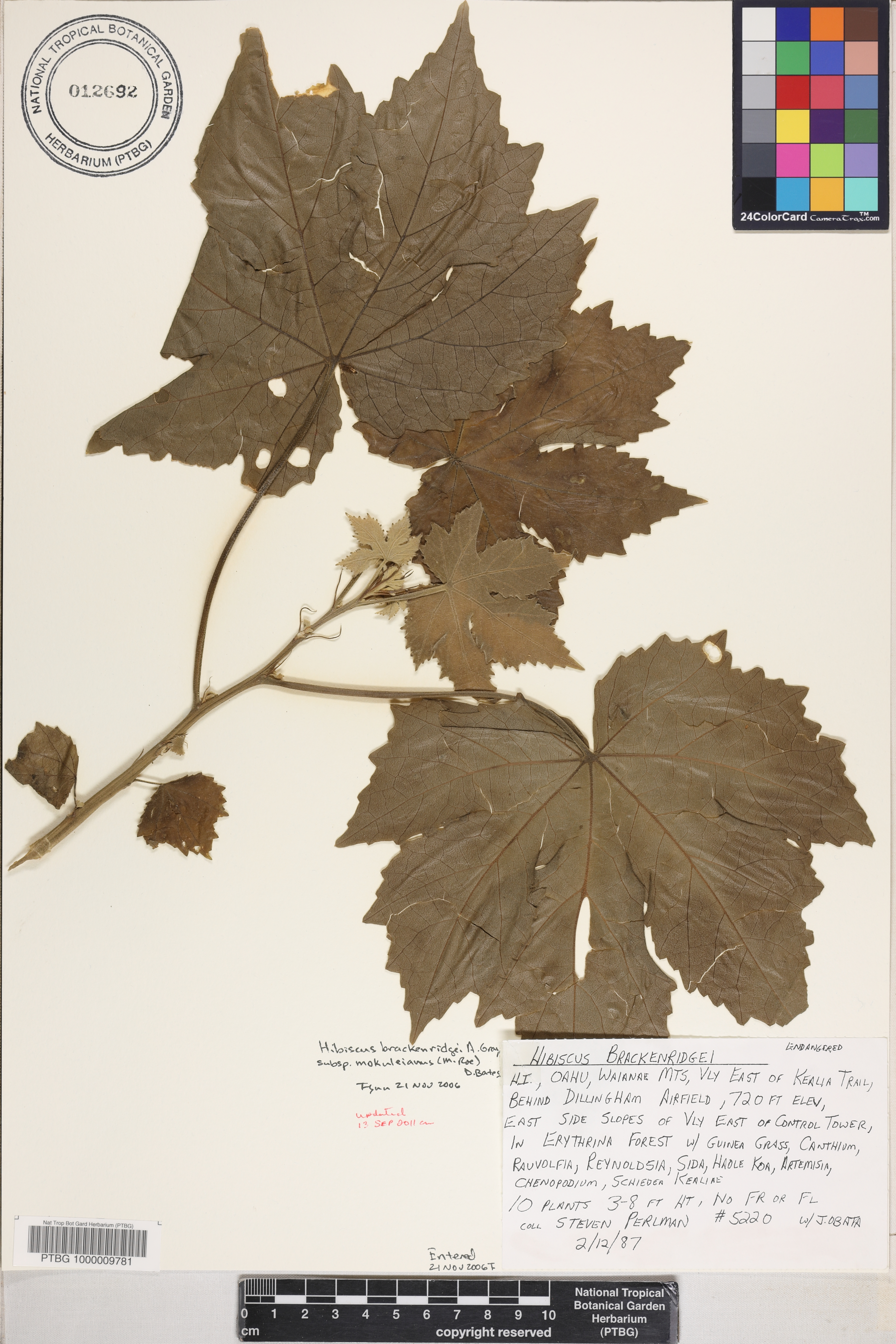 Hibiscus brackenridgei subsp. mokuleianus image