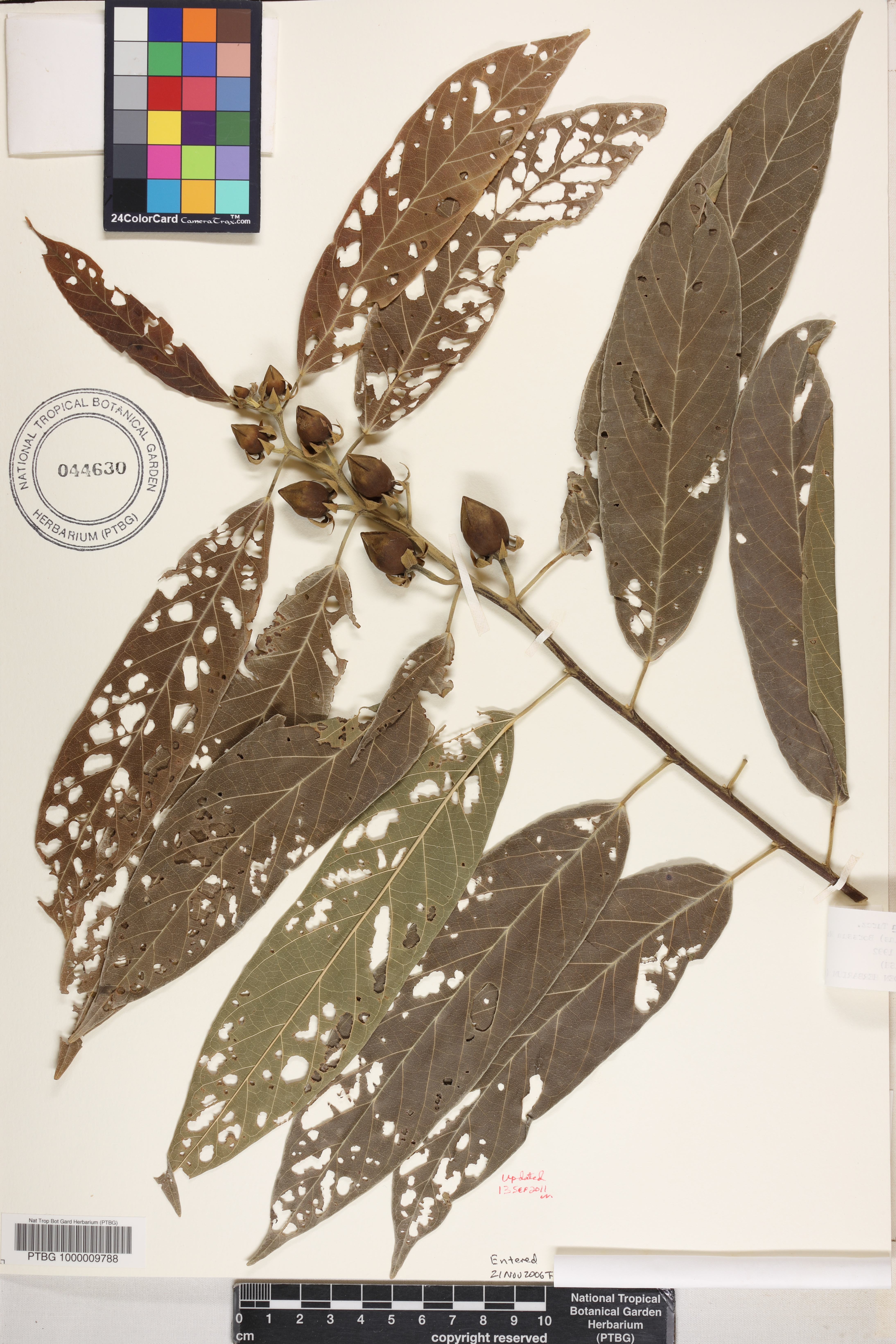 Hibiscus campylosiphon image