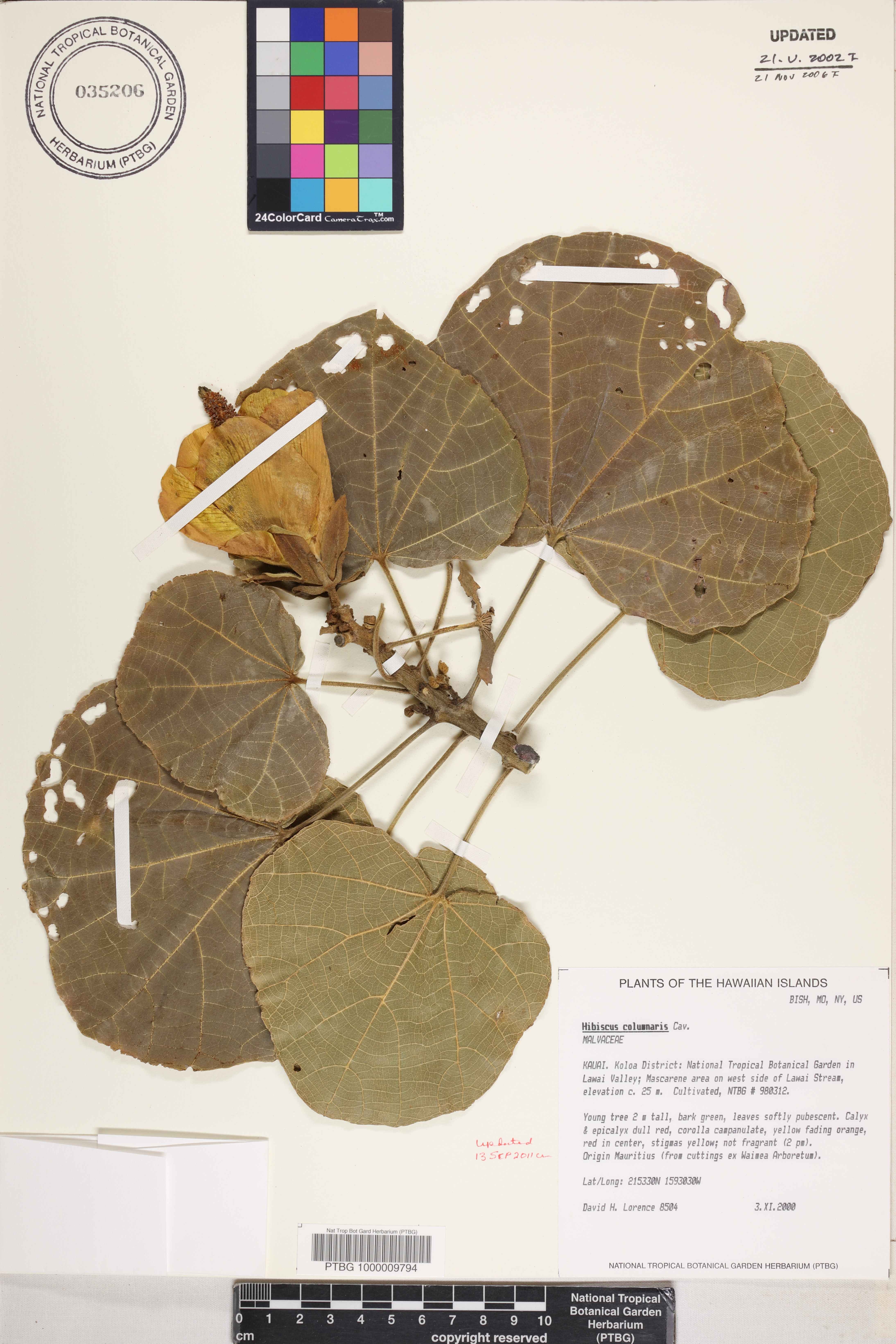 Hibiscus columnaris image