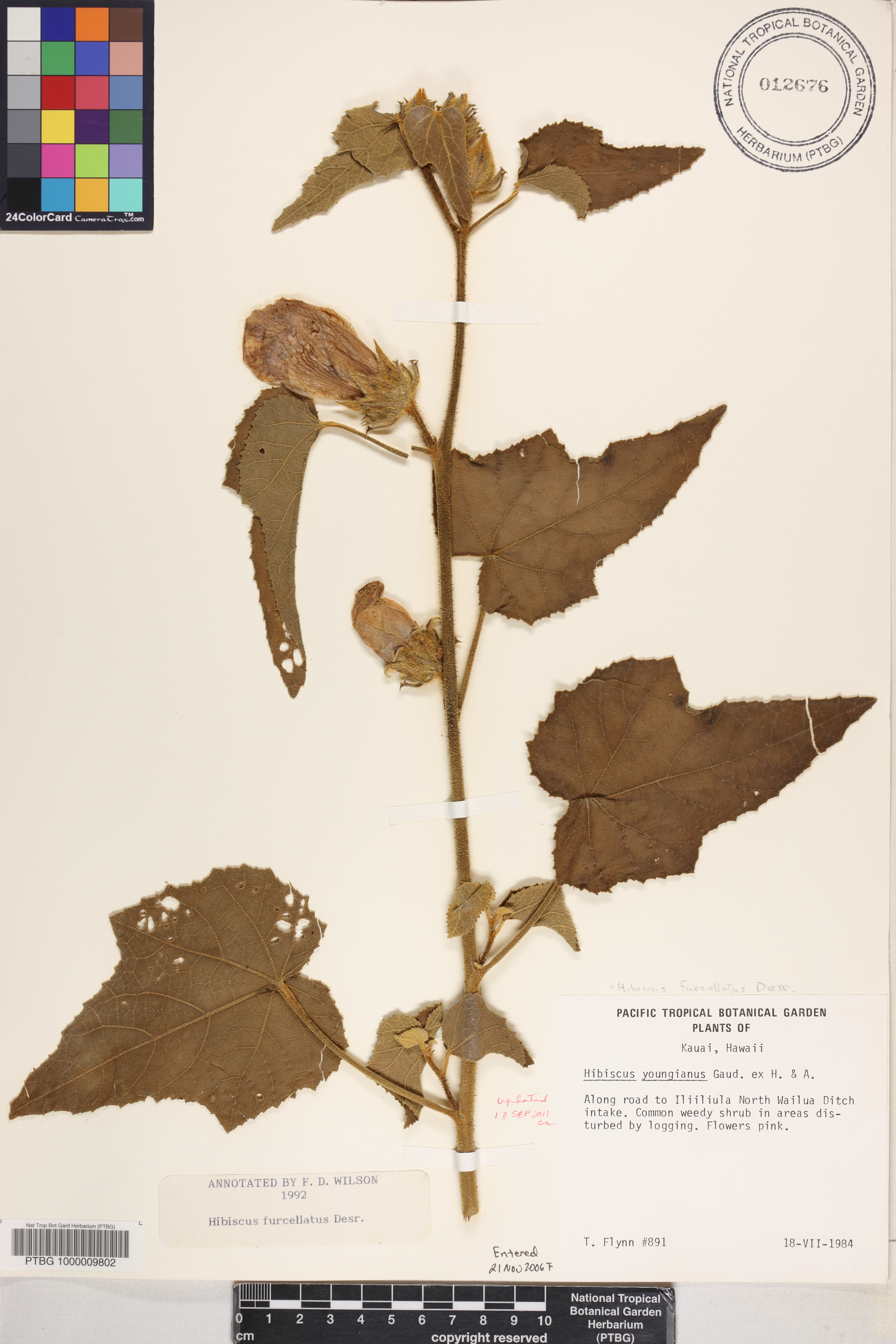 Hibiscus furcellatus image