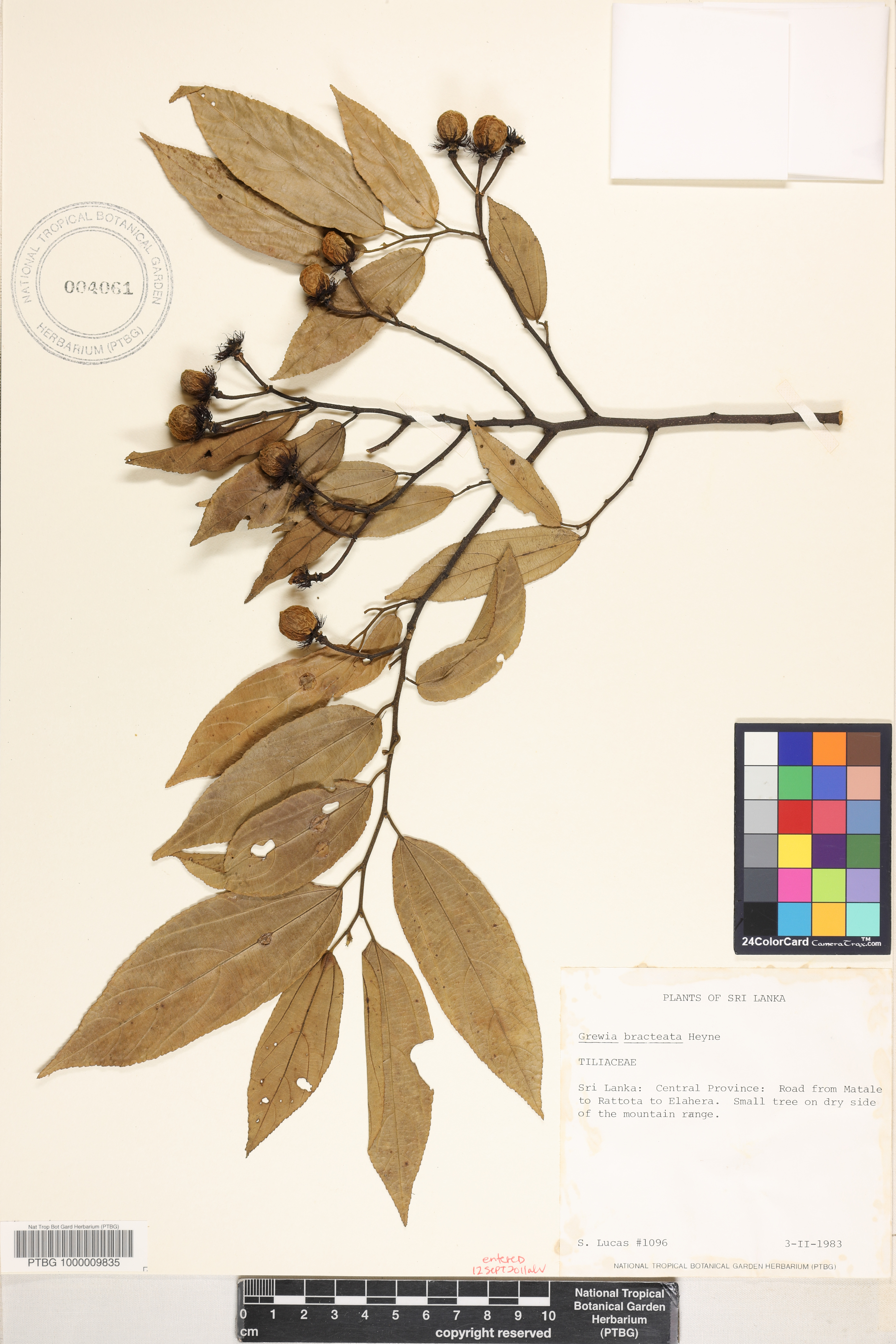 Grewia bracteata image