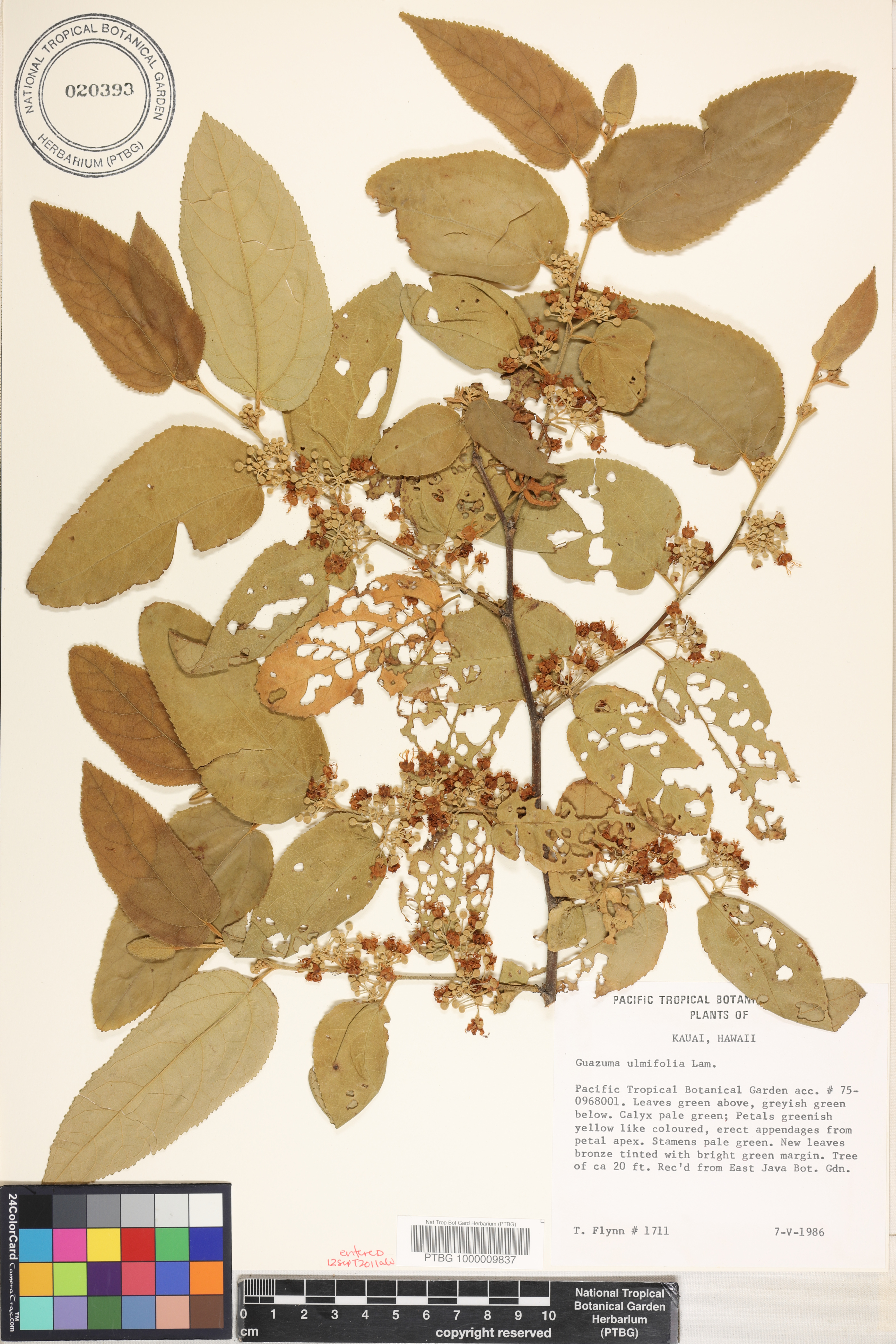 Guazuma ulmifolia image