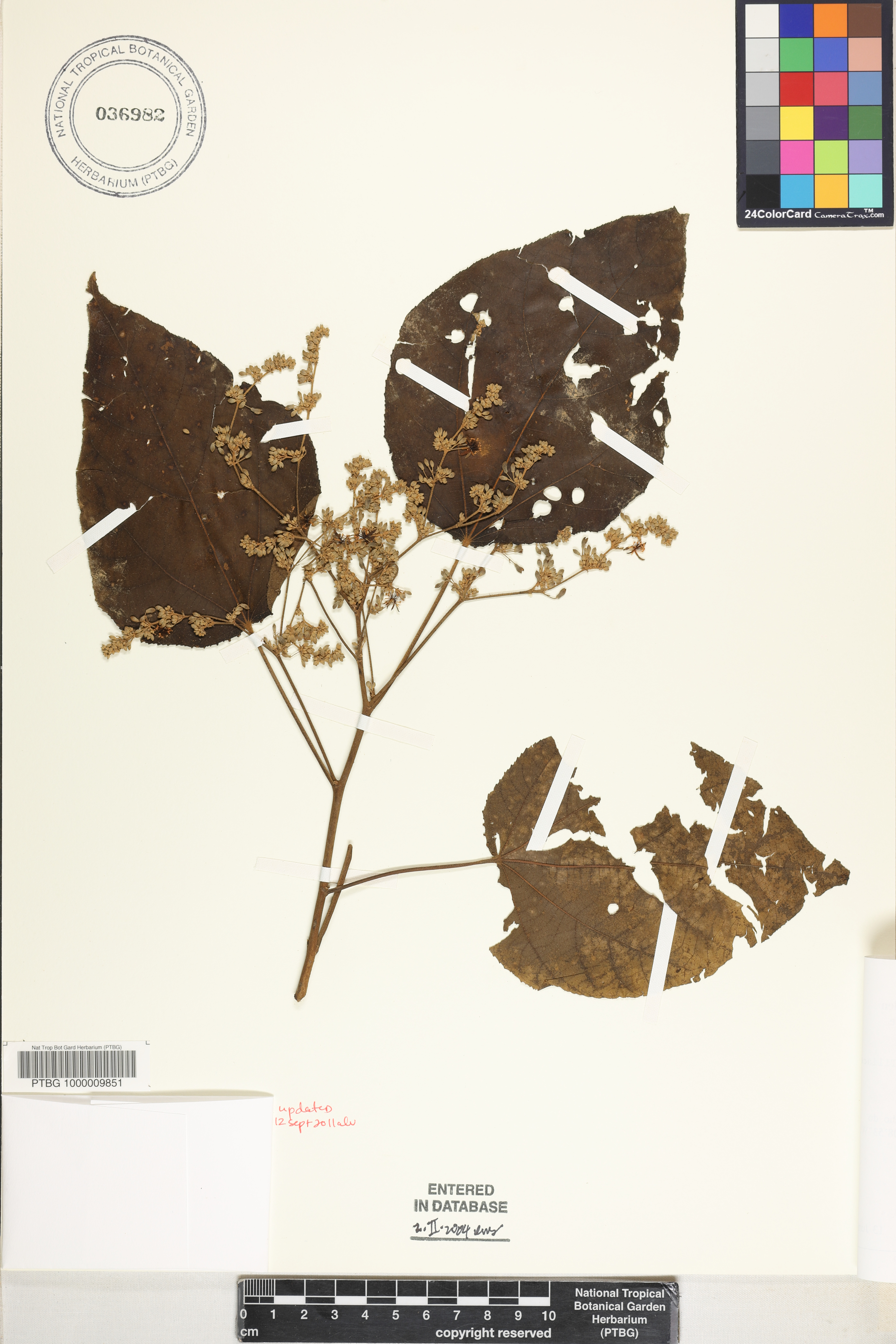 Heliocarpus americanus image