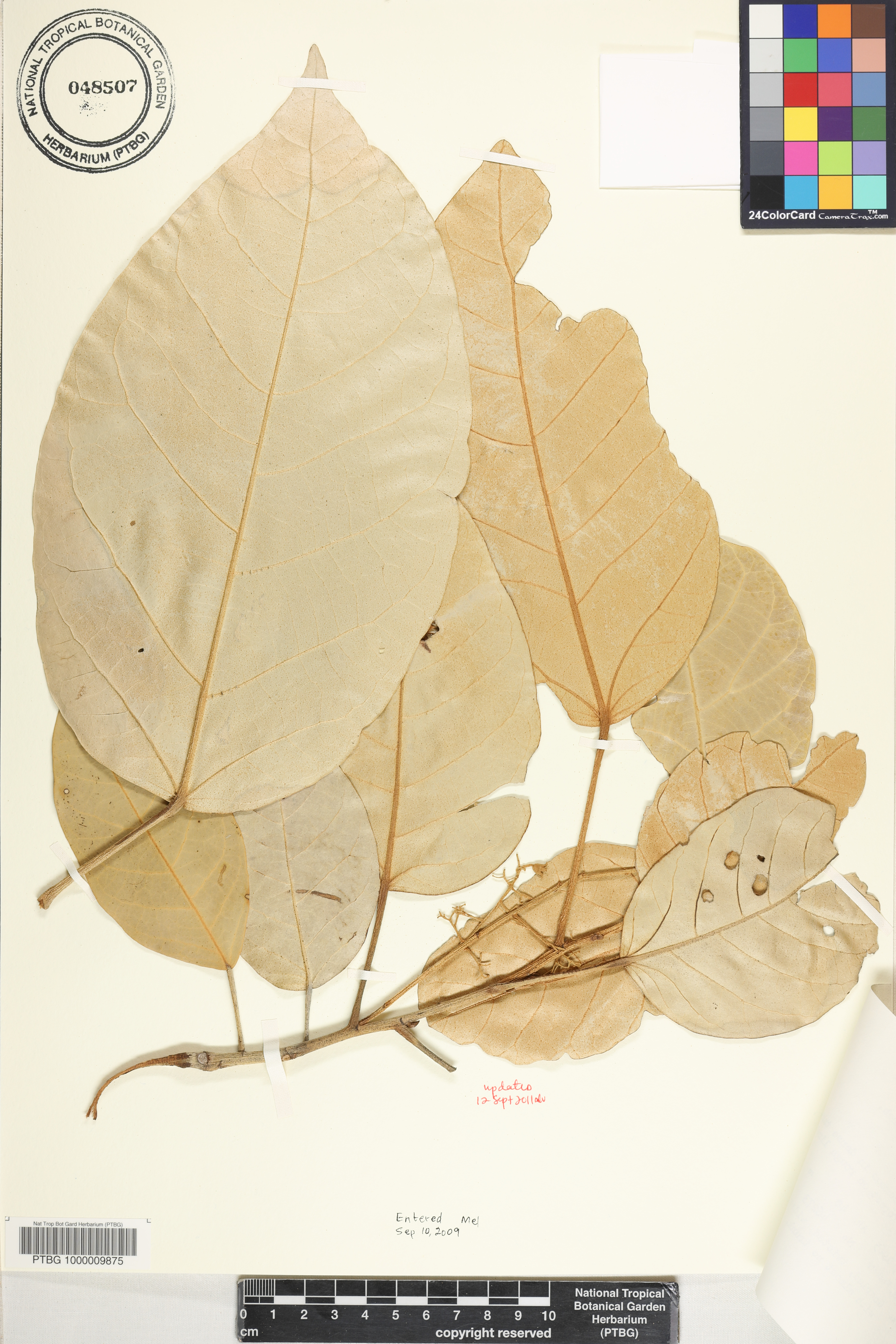 Heritiera longipetiolata image