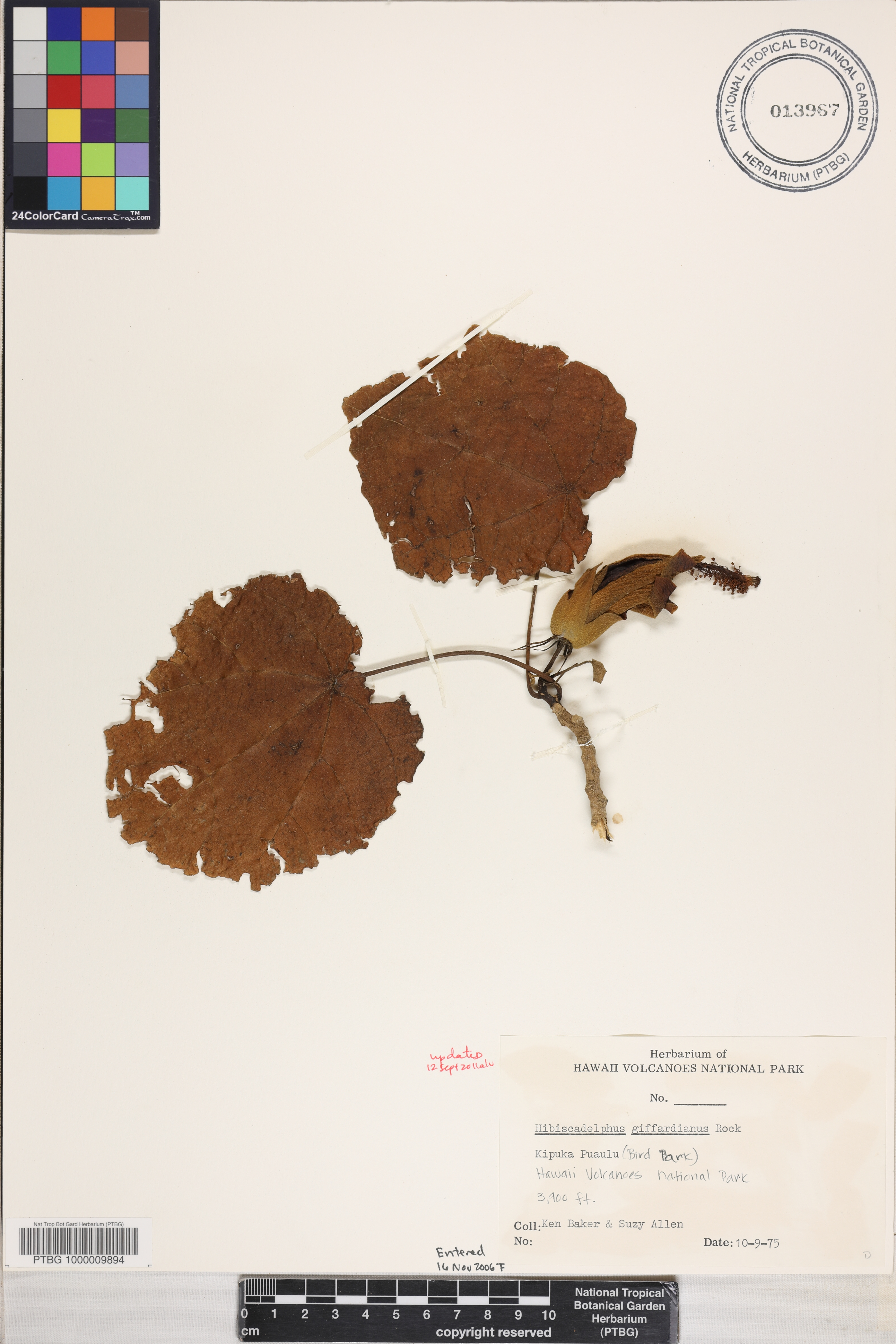 Hibiscadelphus giffardianus image